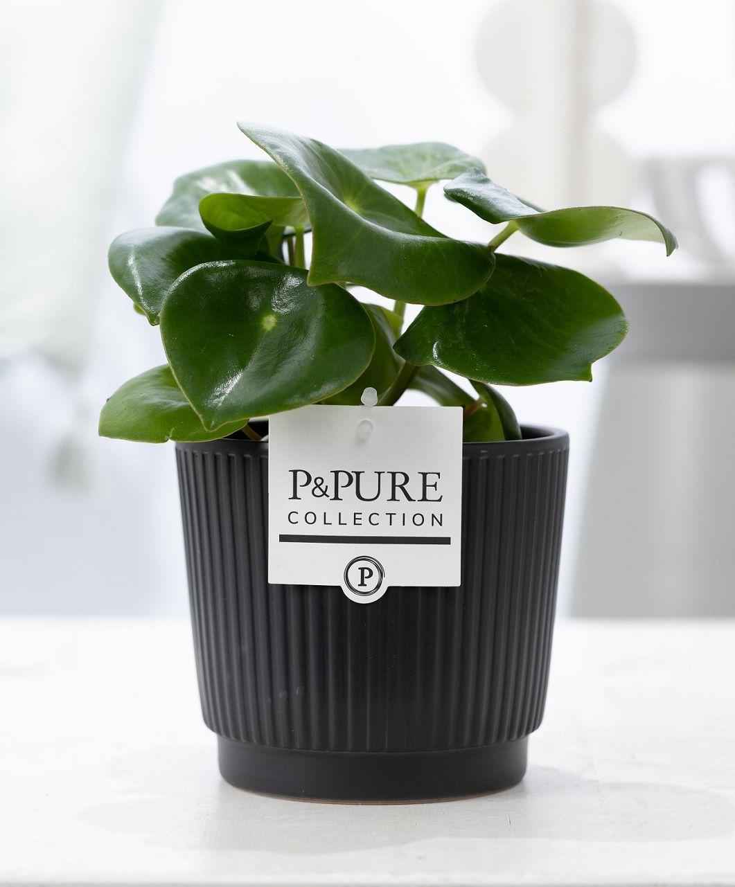 Image of Peperomia Raindrop im Keramiktopf – Matt Schwarz – Ø12cm ↕25cm – Zimmerpflanze mit tropfenförmigen Blättern – Pflegeleicht & modern-0