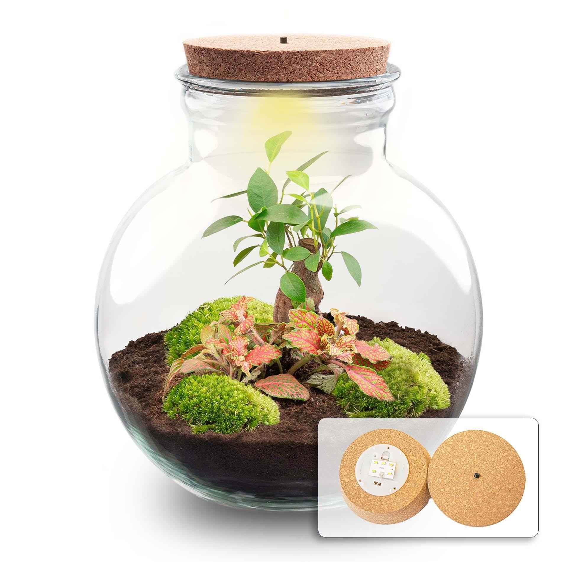 Image of Flaschengarten Teddy – Bonsai – Ø25cm ↕26,5cm – Pflanzenterrarium mit LED – Kork – DIY Bausatz mit Ficus Ginseng Bonsai, Fittonia & Moos-0