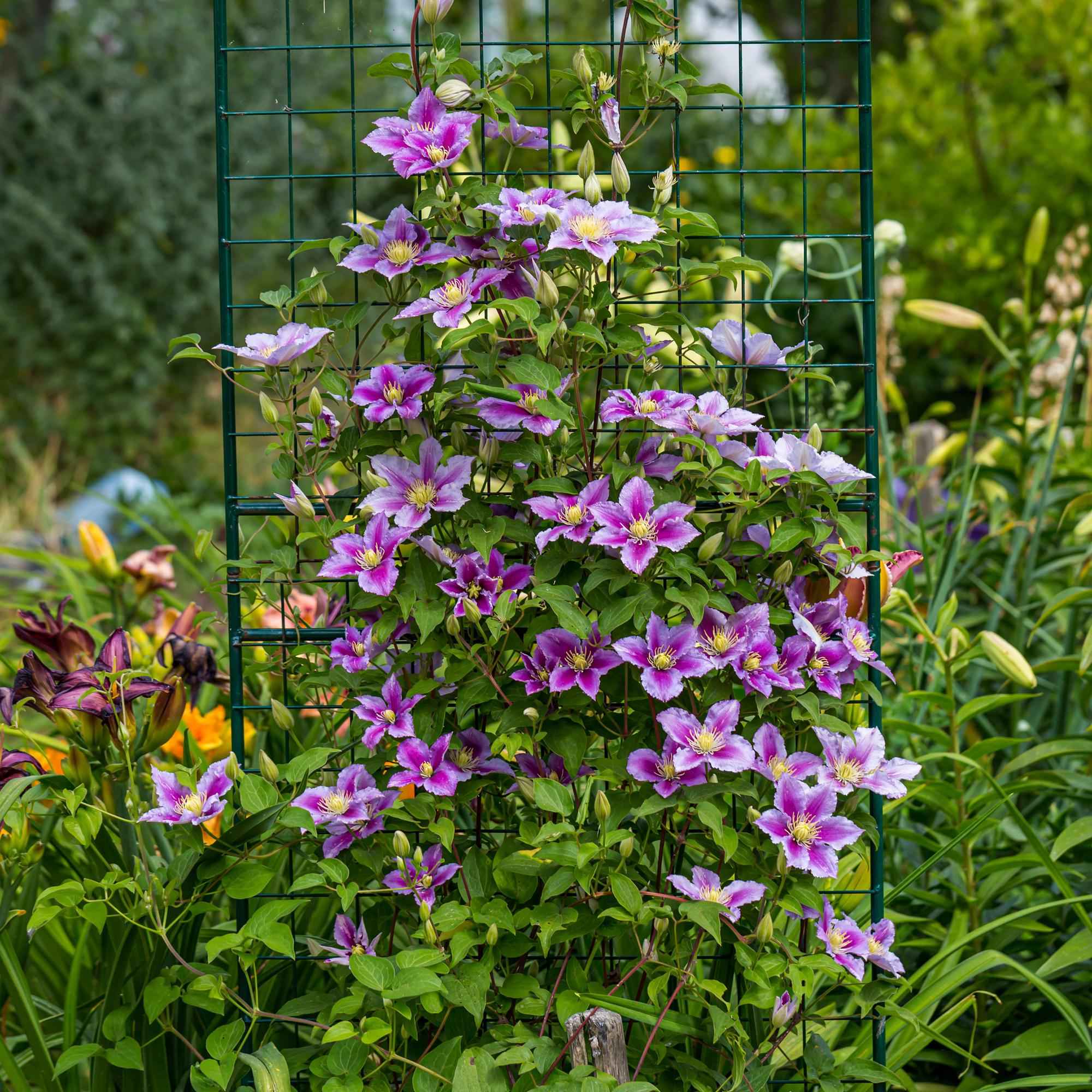 Image of Kletterpflanze – Clematis Piilu – Rosa Blüten – 2 Pflanzen – 11cm – Höhe 40cm – Blüte Mai – September – Pflegeleicht & bienenfreundlich-2