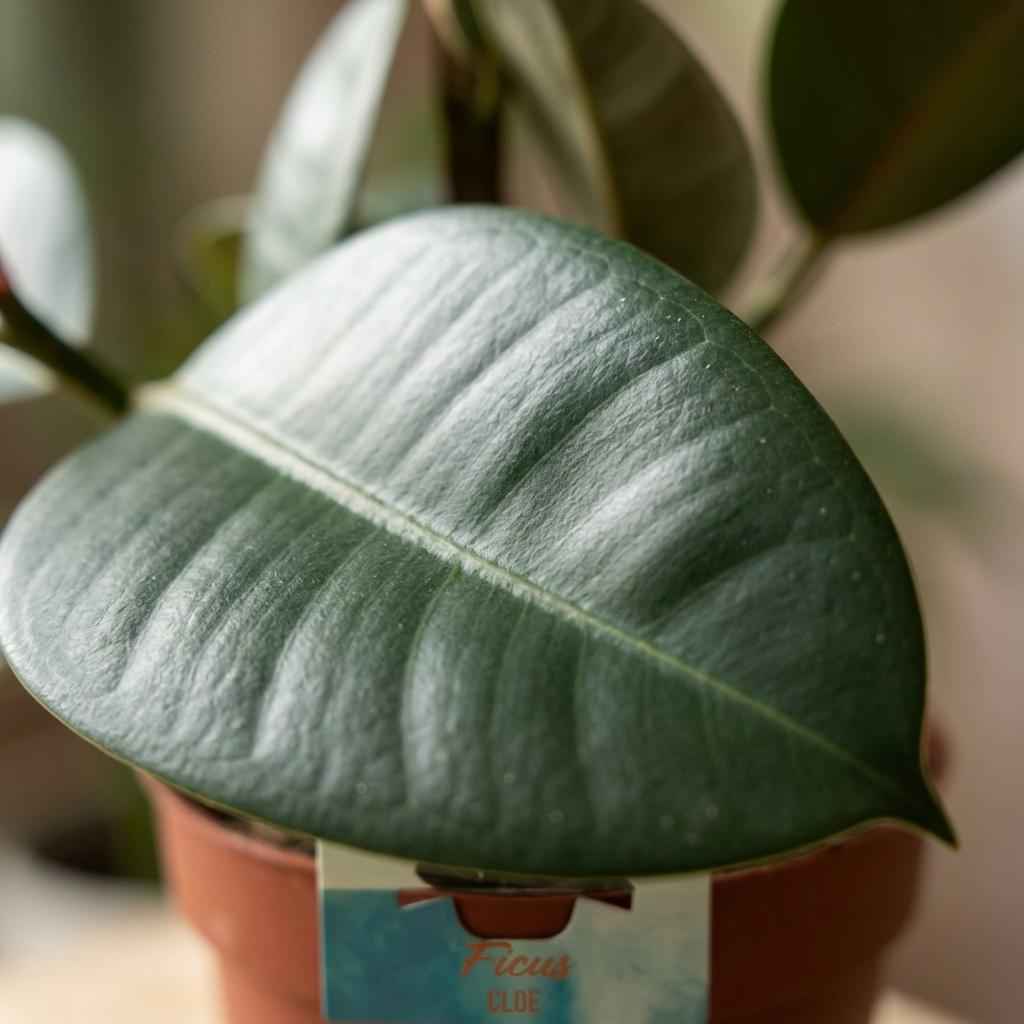 Image of Ficus elastica Cloe Gummibaum 65cm 19cm Zimmerpflanze pflegeleicht große glänzende Blätter für Wohnzimmer Büro Schlafzimmer tropische Grünpflanze-3
