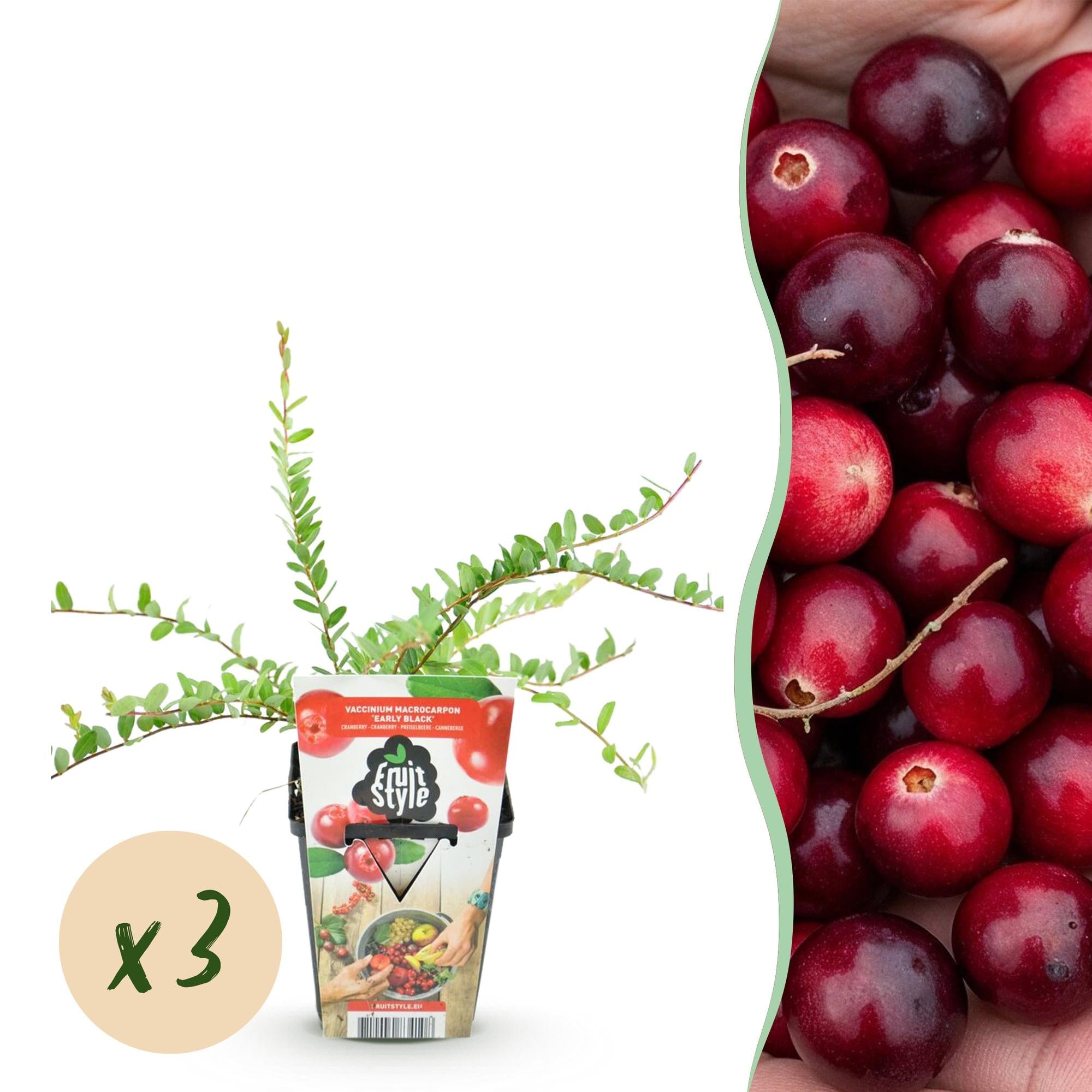 Image of Blaubeere Early Black – Vaccinium macrophylla – Winterharte Obstpflanze – 3 Pflanzen 9cm – Dunkelrote Früchte – Für Beet & Balkon-1
