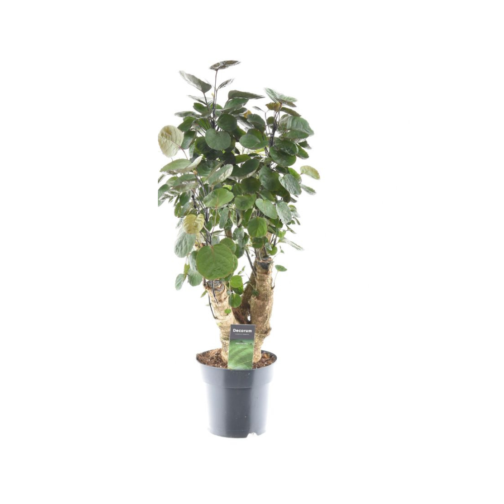 Image of Polyscias Fabian – Fiederaralie – Zimmerpflanze – Ø17cm – 60cm hoch – Luftreinigend – Pflegeleicht & dekorativ-0