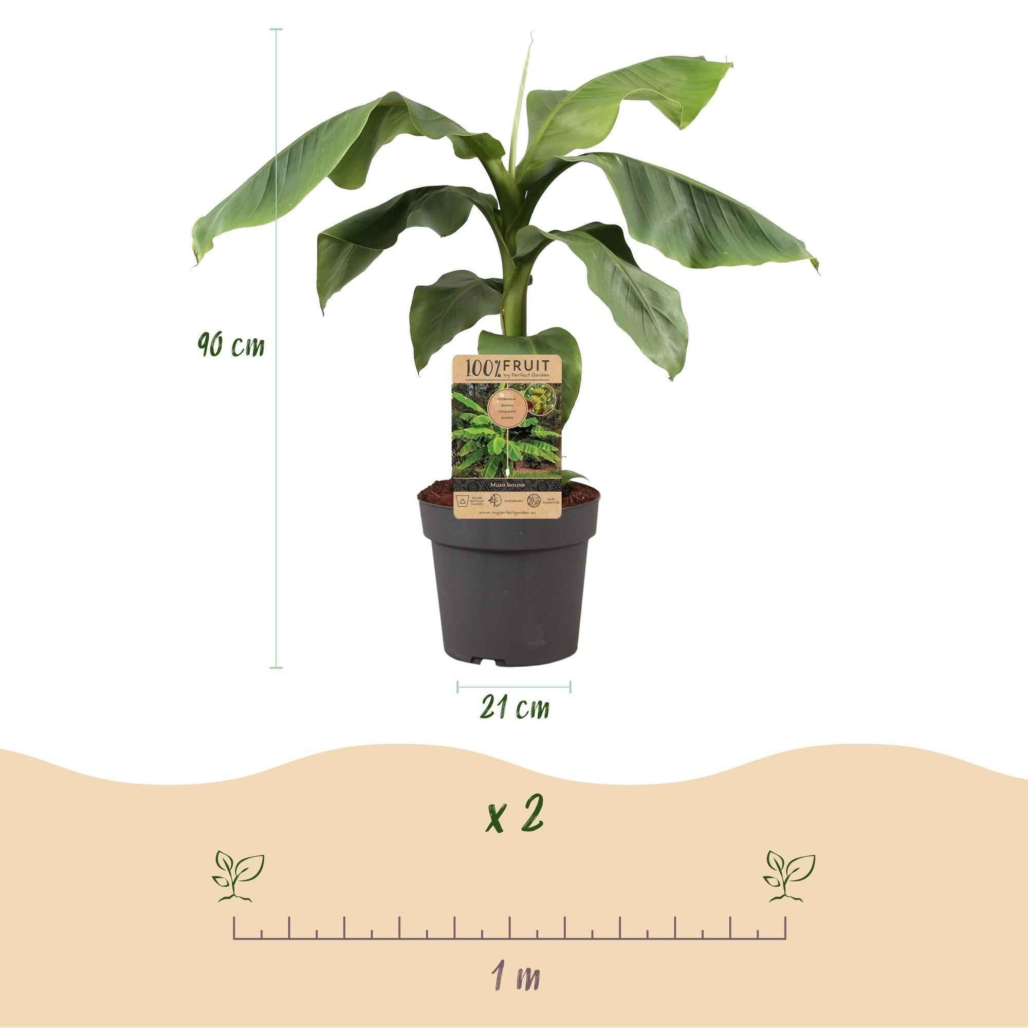 Image of Japanische Faserbanane – Musa Basjoo – Winterharte Bananenpflanze – Ø21cm – Höhe ca. 90cm – Exotische Obstpflanze für Garten & Terrasse-3