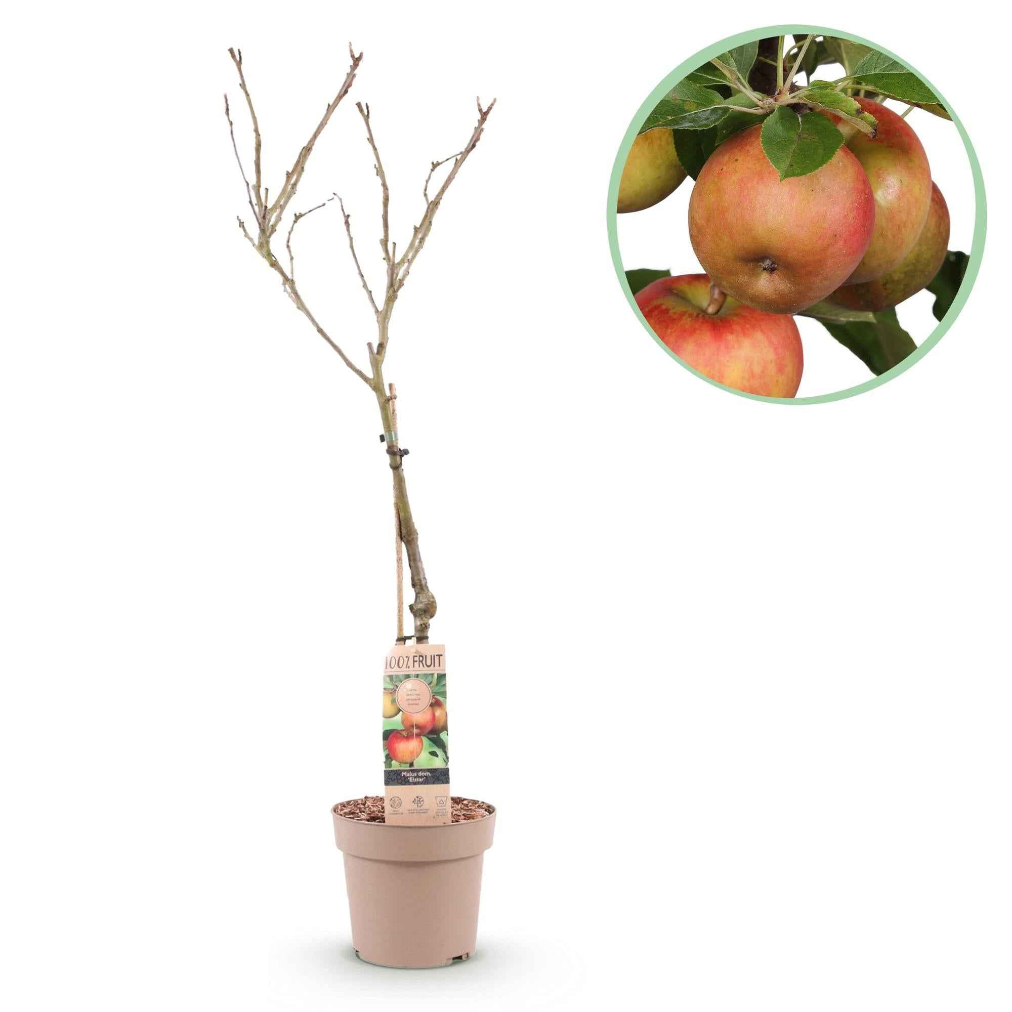 Image of Apfelbaum – Malus domestica 'Elstar' – Rote & grüne Äpfel – Obstbaum für Garten & Balkon – Pflegeleicht – Topf Ø21cm – Höhe ca. 90cm-1