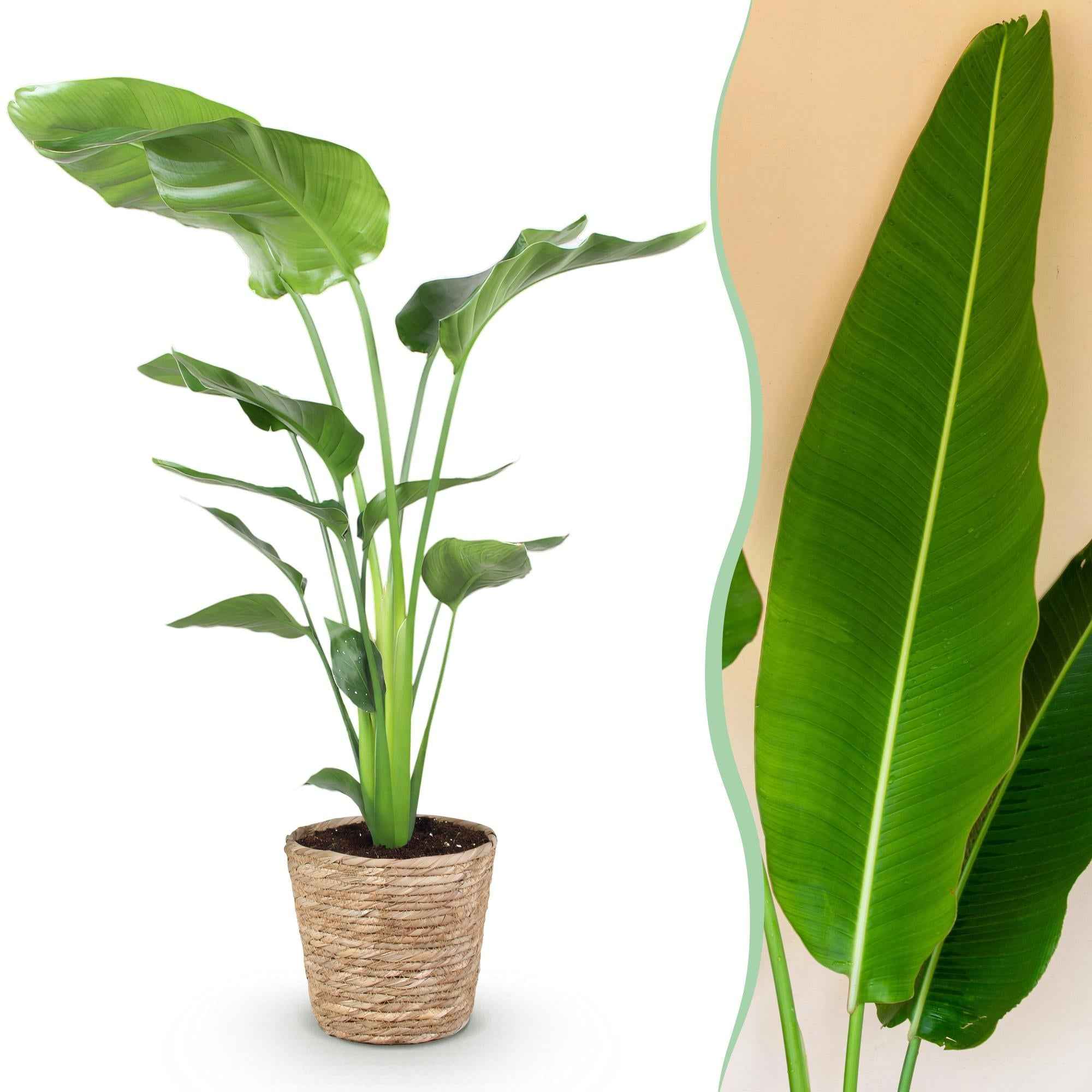 Image of Baum – Strelitzie Strelitzia nicolai – Große pflegeleichte Paradiesvogelblume im dekorativen Korb – 21cm – Höhe 110-120cm – Tropische Grünpflanze-1