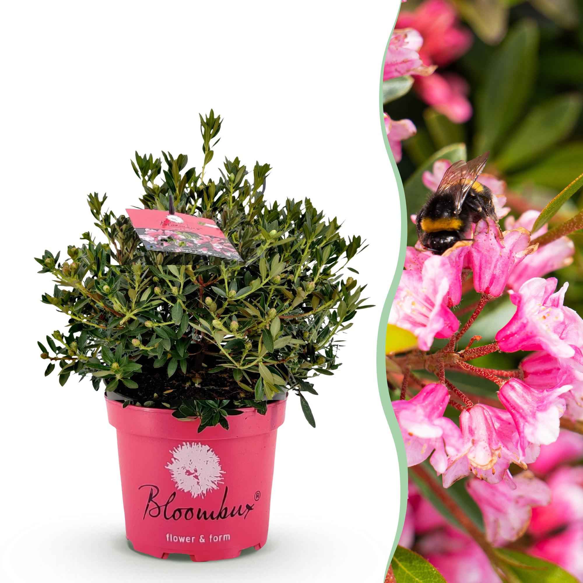 Image of Rhododendron Bloombux Magenta – Zwerg-Rhododendron als Buchsbaum-Ersatz – Winterharte Gartenpflanze mit pinken Blüten – 23cm