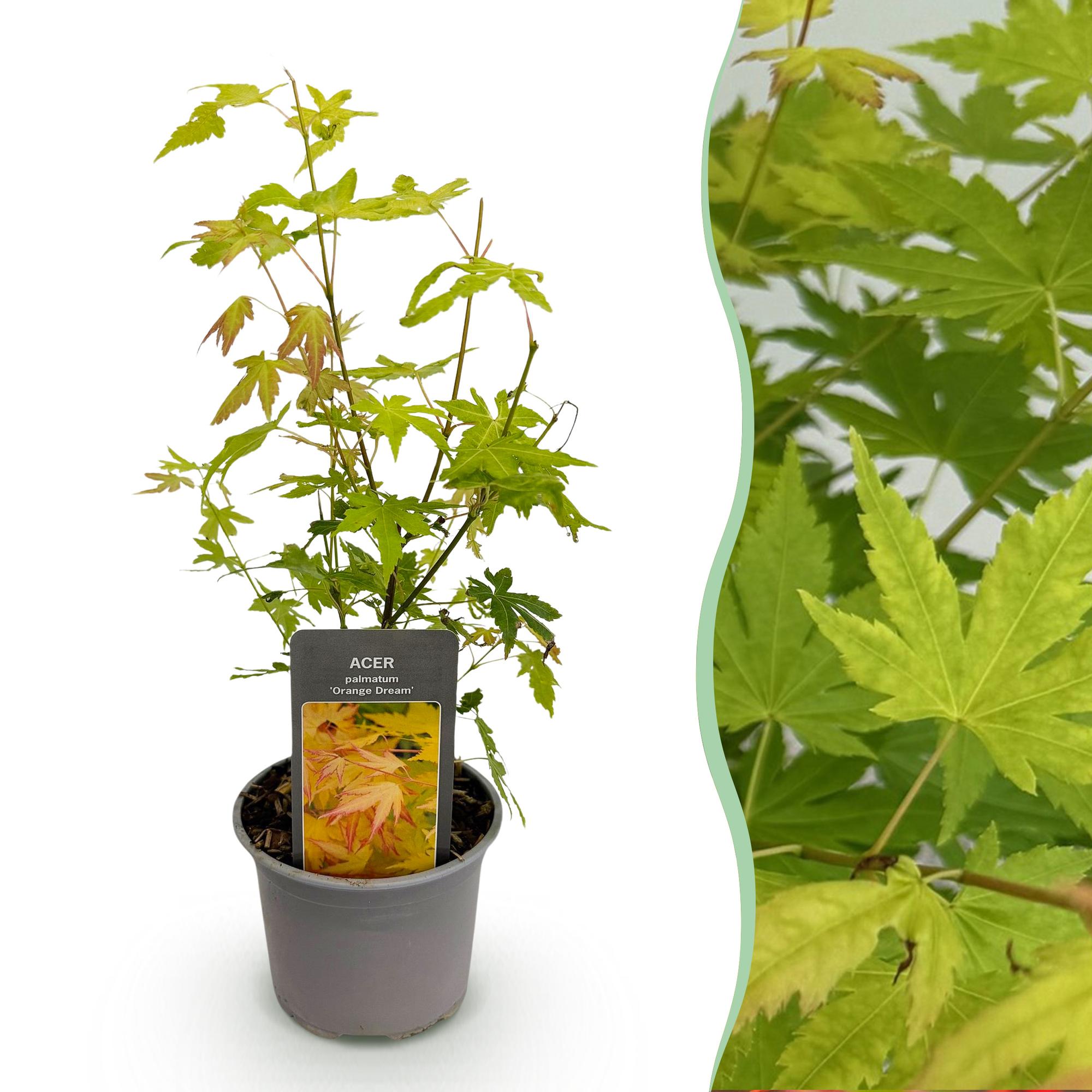 Image of Ahorn Acer palmatum Orange Dream – 12cm – Höhe ca. 35cm – Orange – gelbes Laub & beeindruckende Herbstfarbe-0