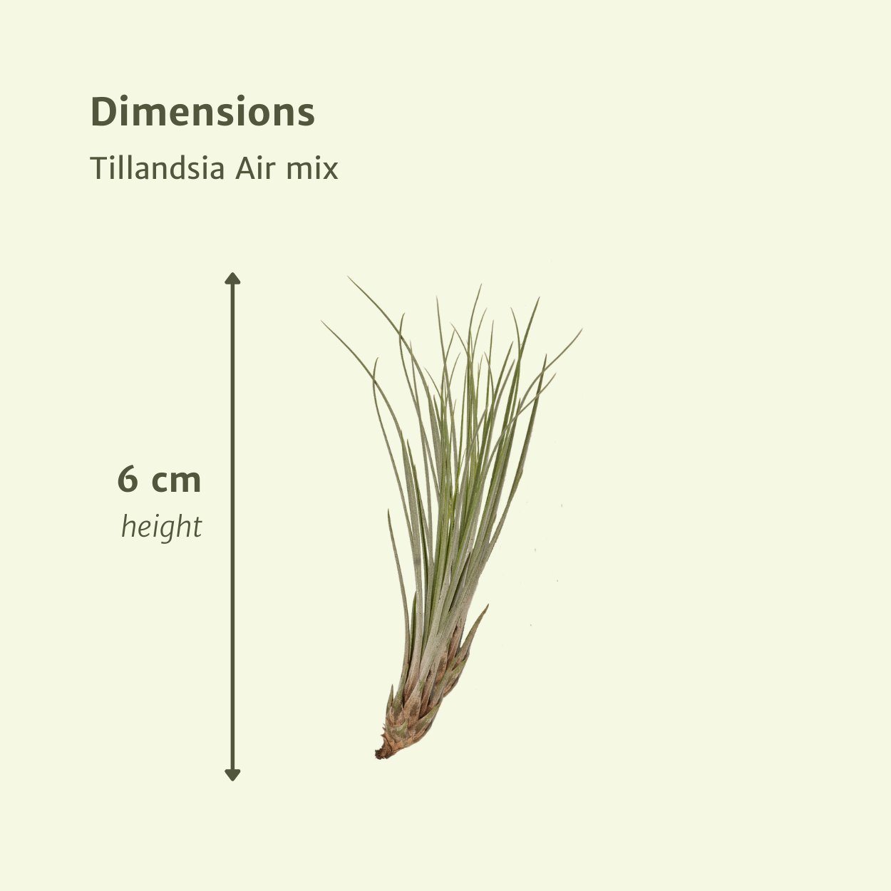 Image of Tillandsia Air Mix – 5 Luftpflanzen – Ø6cm – Pflegeleichte Tillandsien – Mischung – Ohne Erde – Für helle Innenräume & kreative Deko