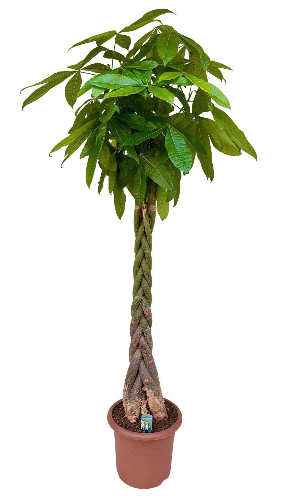 Image of Glückskastanie Pachira aquatica 200cm große Zimmerpflanze pflegeleicht für Wohnzimmer Büro Wintergarten tropische Baumpflanze für helle Innenräume-0