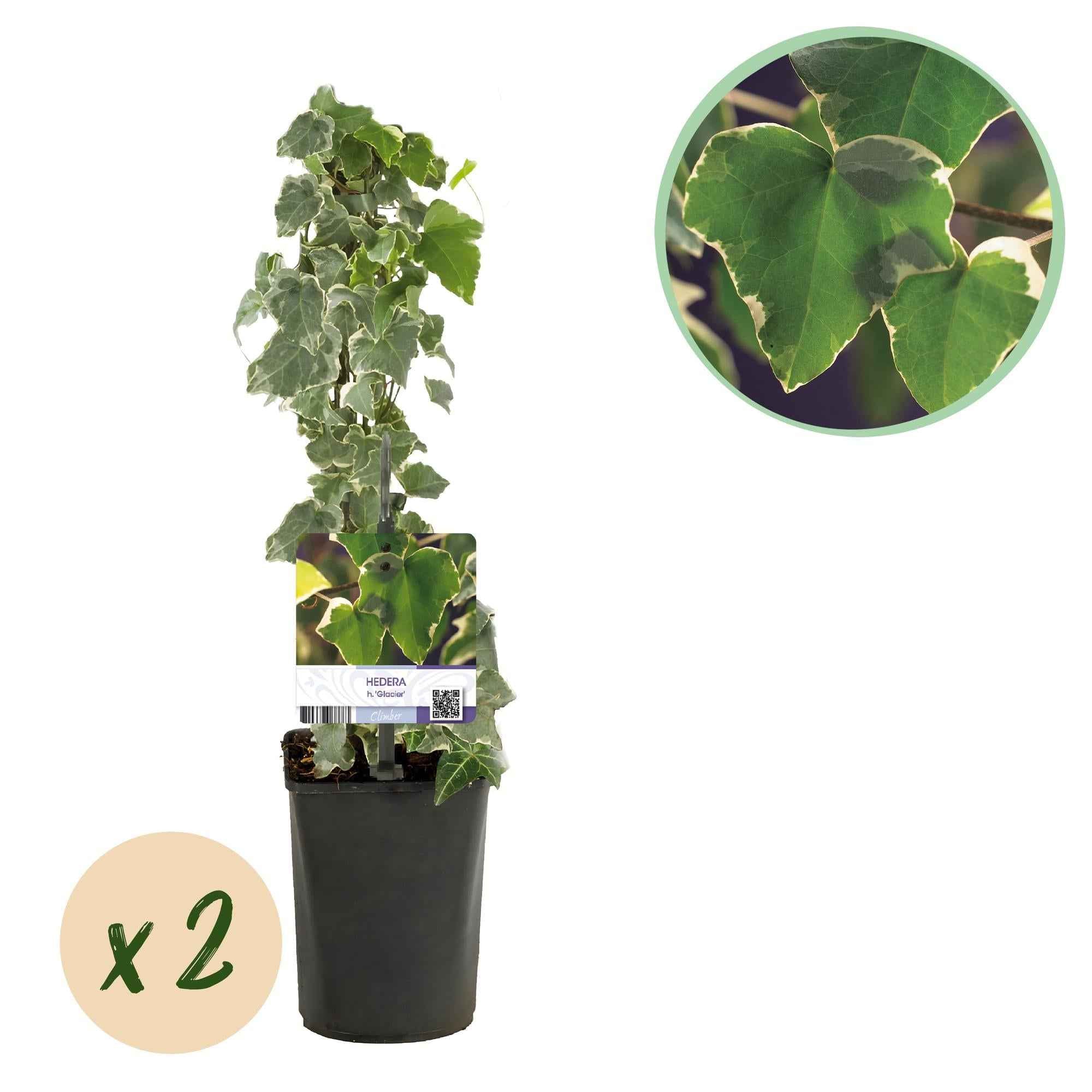 Image of Kletterpflanze Hedera helix 'Glacier' – 2 Pflanzen – Immergrün – Blatt bunt – 11cm – Höhe 40cm – Efeu für Innen & Außen – Hängeampeln & Bodendecker-1
