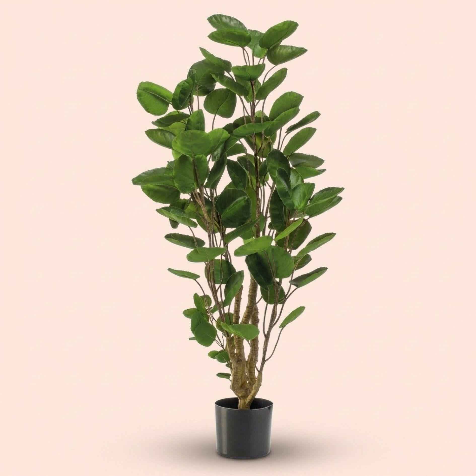 Image of Künstlicher Polysciasbaum 105cm im Topf – realistische Kunstpflanze mit feiner Verzweigung & kompakten Blättern – pflegefreie Zimmerdeko-0