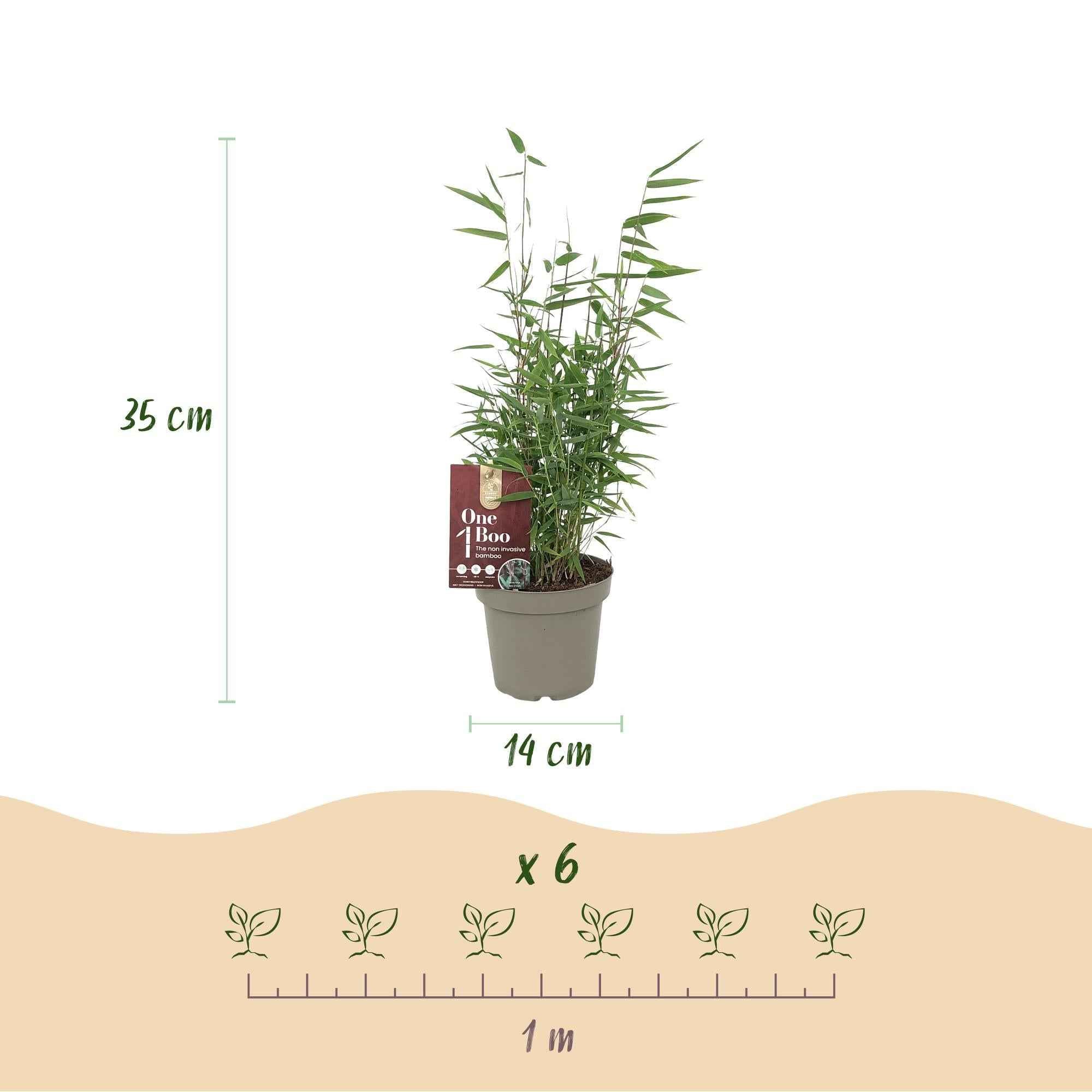 Image of Bambus Fargesia Red Dragon – Immergrün – 2 Pflanzen – Nicht ausbreitend – Mit roten Stängeln – Für Hecke, Garten & Terrasse – Ø14cm Höhe ca. 35cm-3