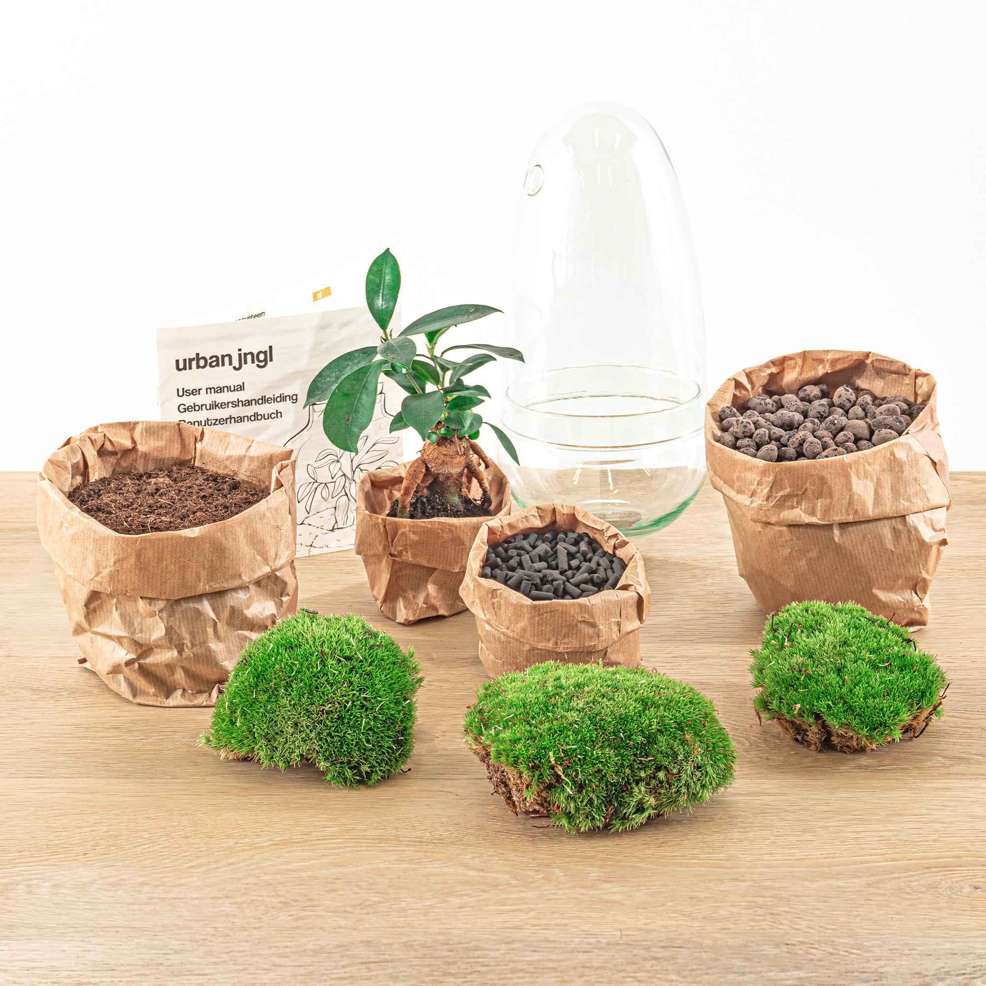 Image of Flaschengarten Egg Bonsai – DIY Terrarium mit Ficus Ginseng – Mini – Biotop – Ø12cm x H25cm – Do – it – yourself-3