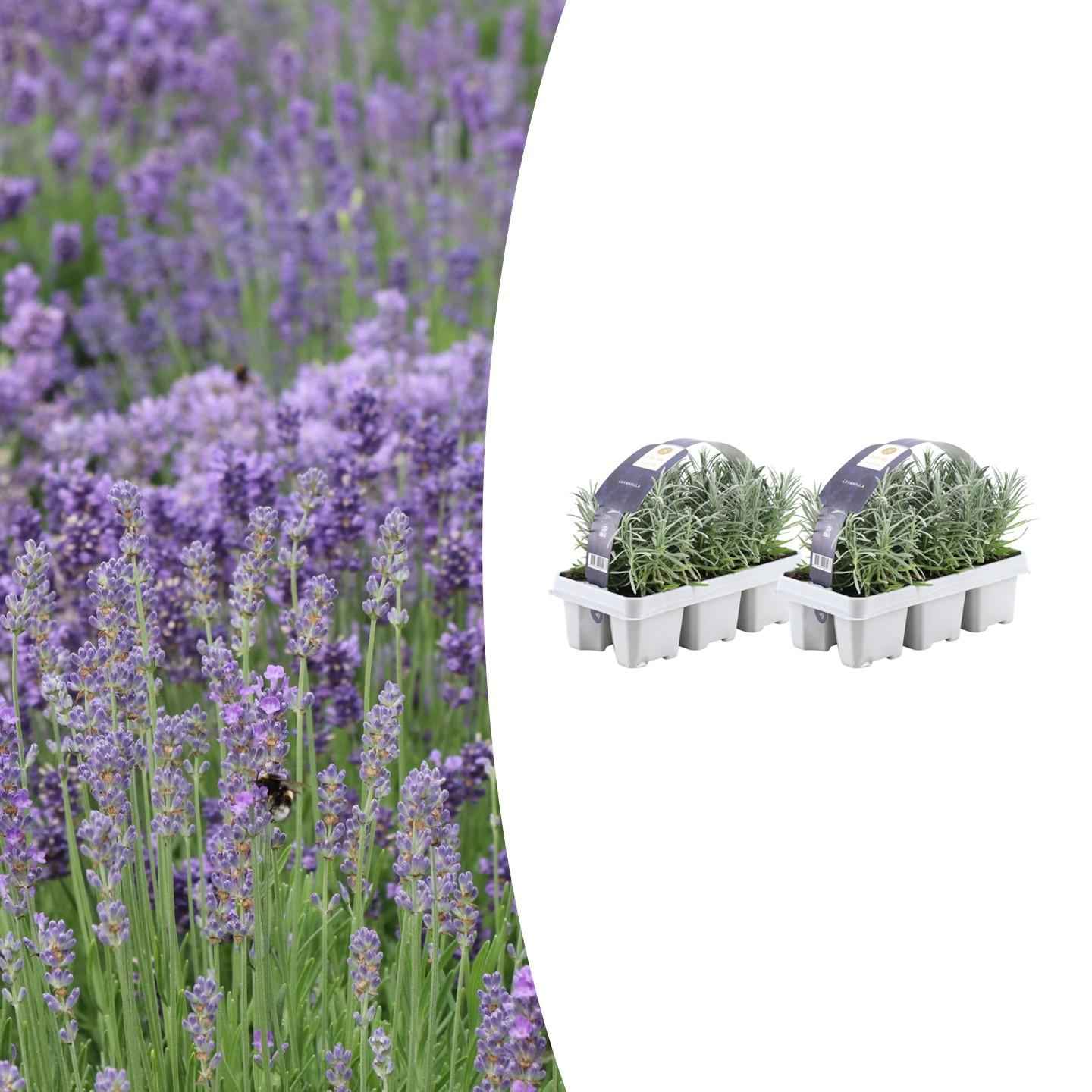 Image of Lavandula angustifolia – Echter Lavendel – Ø7cm – ↕15cm – 12 Pflanzen – Duftende & Mediterrane Pflanzen – Für Garten, Balkon & Terrasse