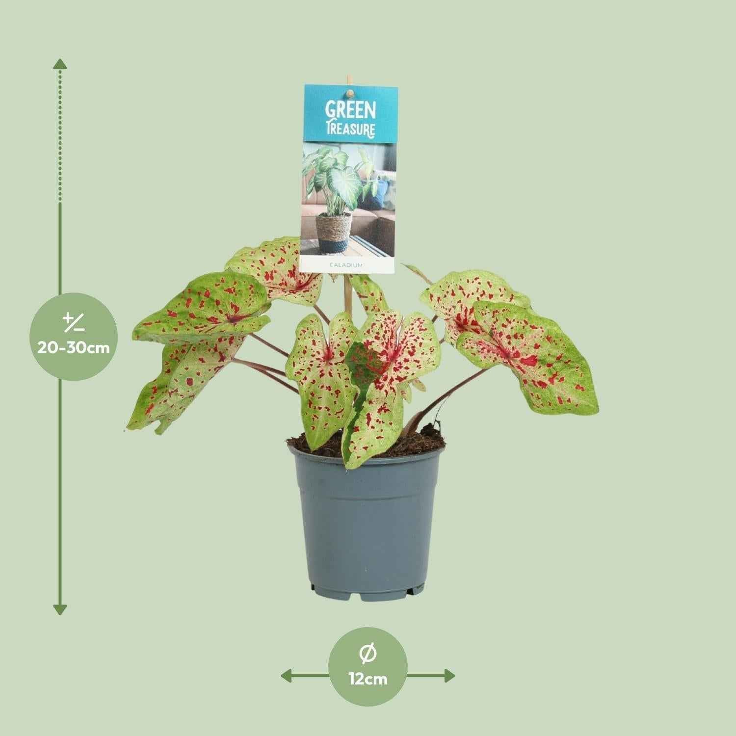 Image of Caladium Miss Muffet – Engelsflügel Zimmerpflanze – Ø12cm – ca. 25cm hoch – dekorative tropische Blattschmuckpflanze für Zuhause & Büro