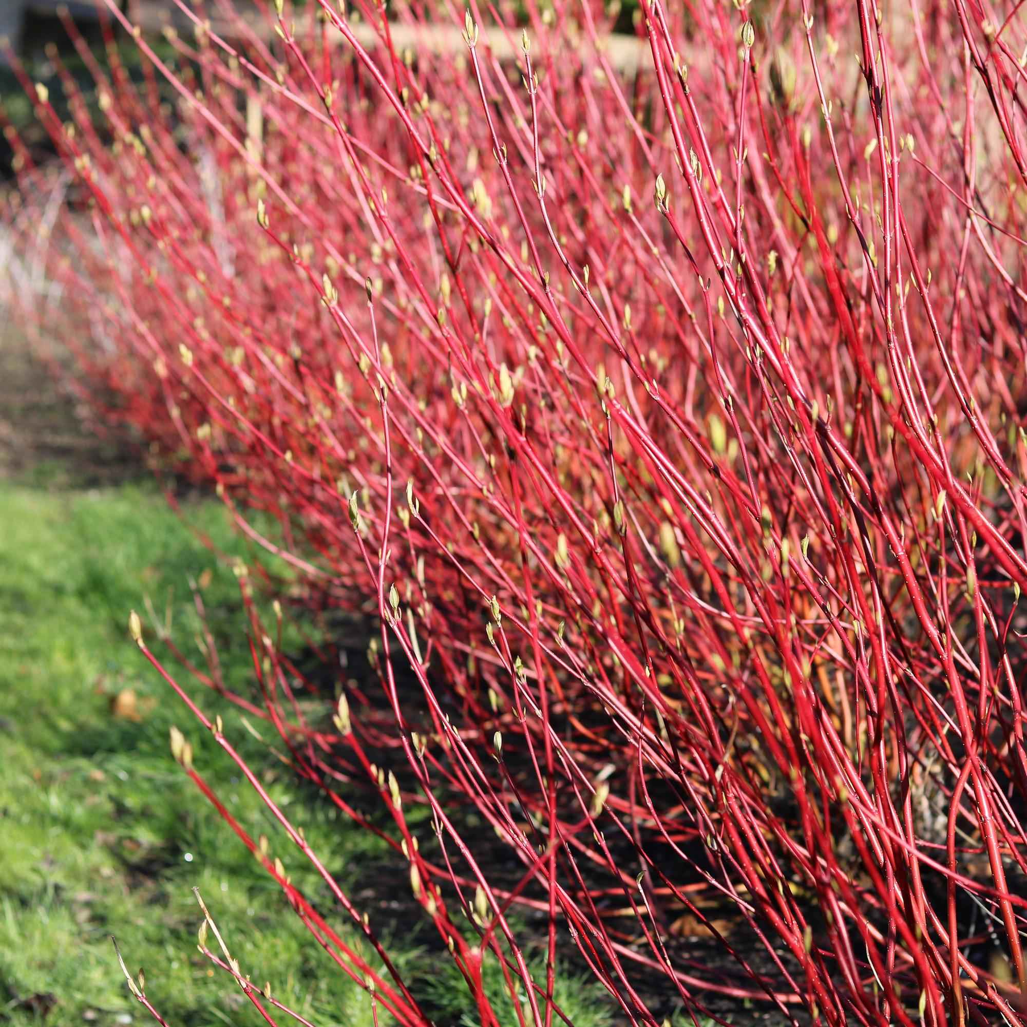 Image of Rotholz – Hartriegel – Cornus alba 'Sibirica' – Ø17cm – ca. 45cm hoch – Zierstrauch mit roten Zweigen – Winterhart & pflegeleicht – Bienenfreundlich-4