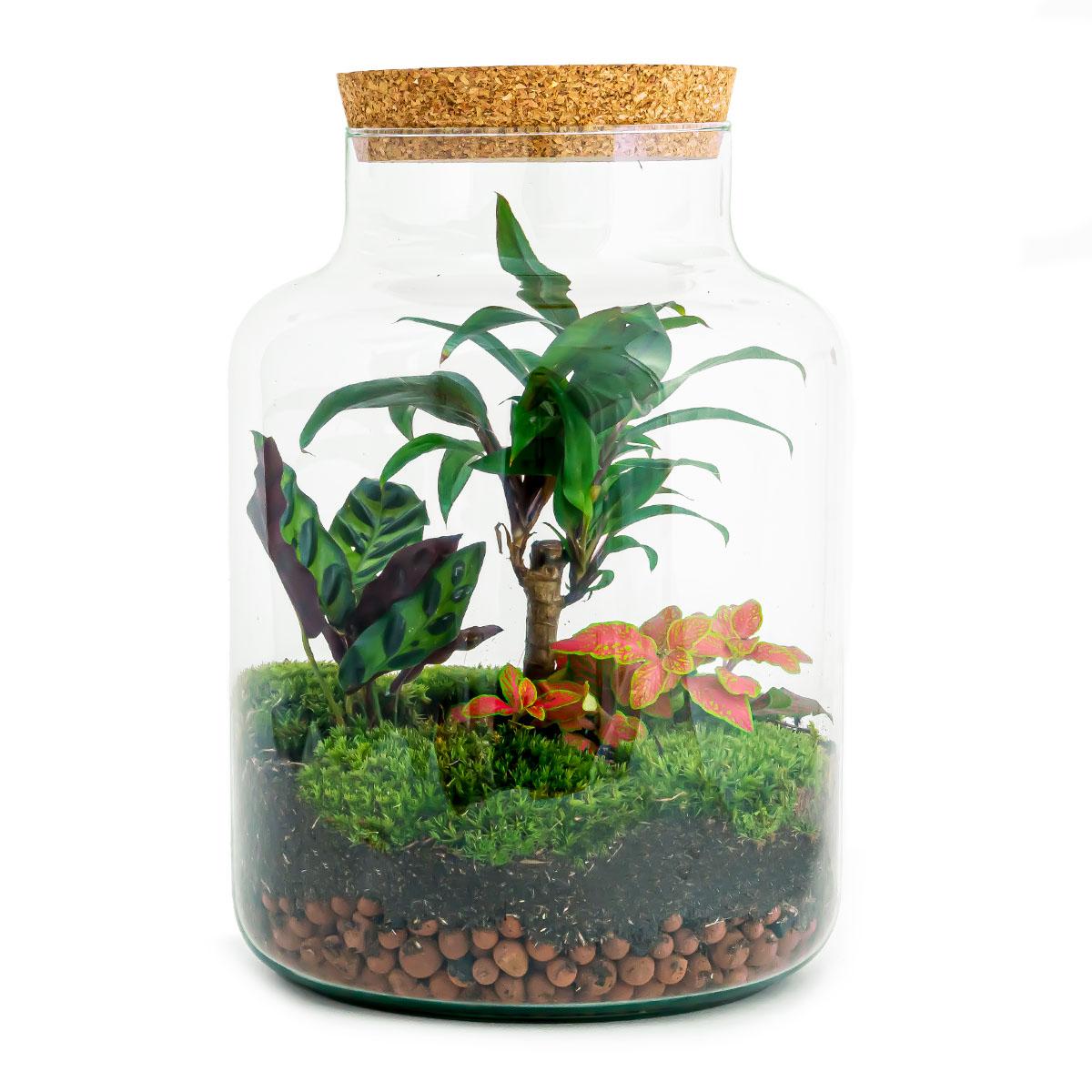 Image of Flaschengarten DIY Bausatz – Terrarium Milky Palme – Ø21cm x 30cm – Selbstbewässerndes Mini – Ökosystem – Inklusive Anleitung-0