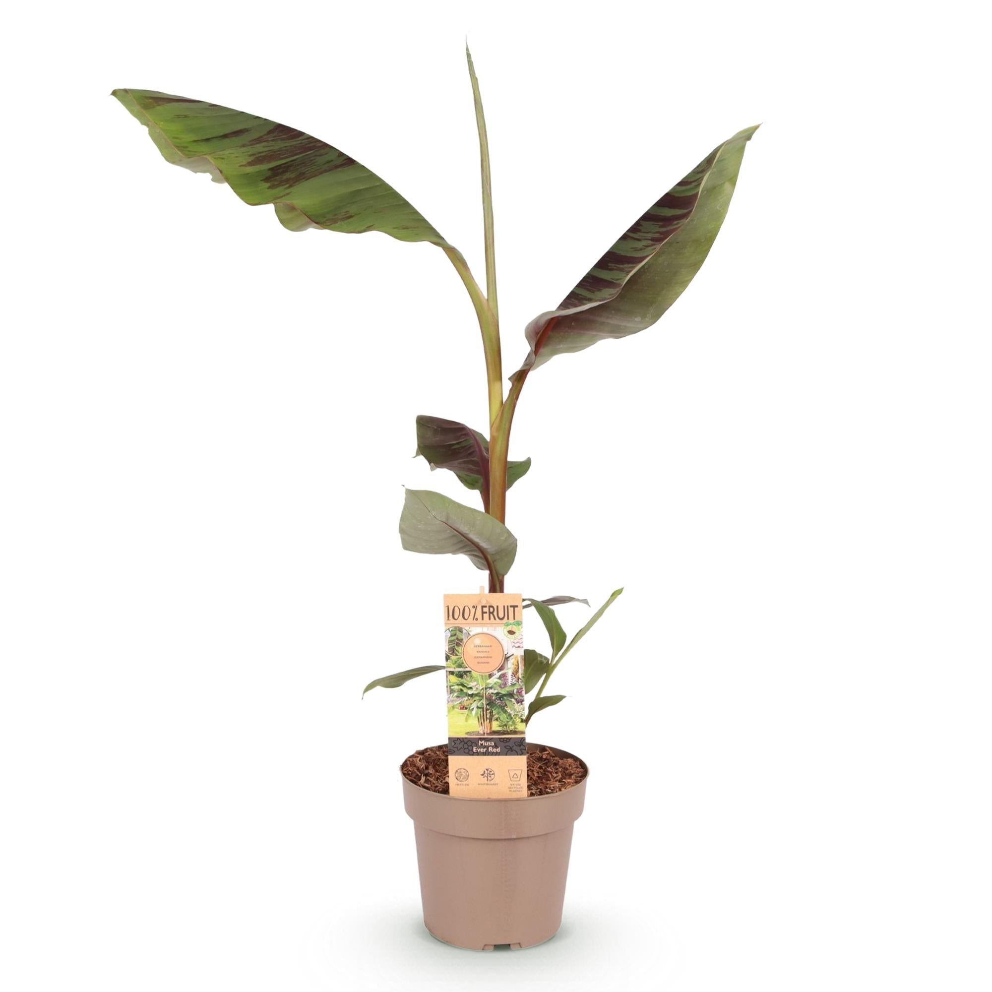 Image of Japanische Faserbanane Musa Ever Red – Obstpflanze – Winterhart – Ø21cm – Höhe ca. 90cm – Rote Stängel & grüne Blätter-1
