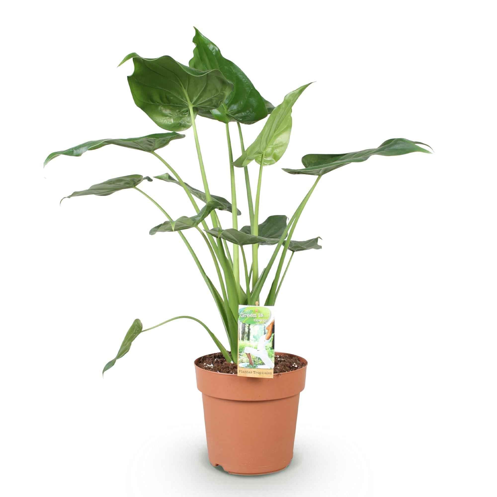 Image of Alocasia Cucullata Buddhas Hand – 21cm – Höhe 65-70cm – Pflegeleichte grüne Zimmerpflanze mit herzförmigen Blättern für exotische Innenräume-0