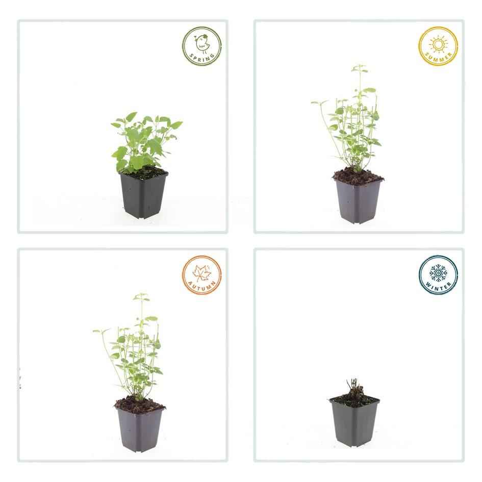 Image of Asiatische Duftnessel Agastache 'Black Adder' – 6 Pflanzen – Staude mit dunkelvioletten Blüten – Ø9cm – Blütezeit Sommer bis Herbst-3