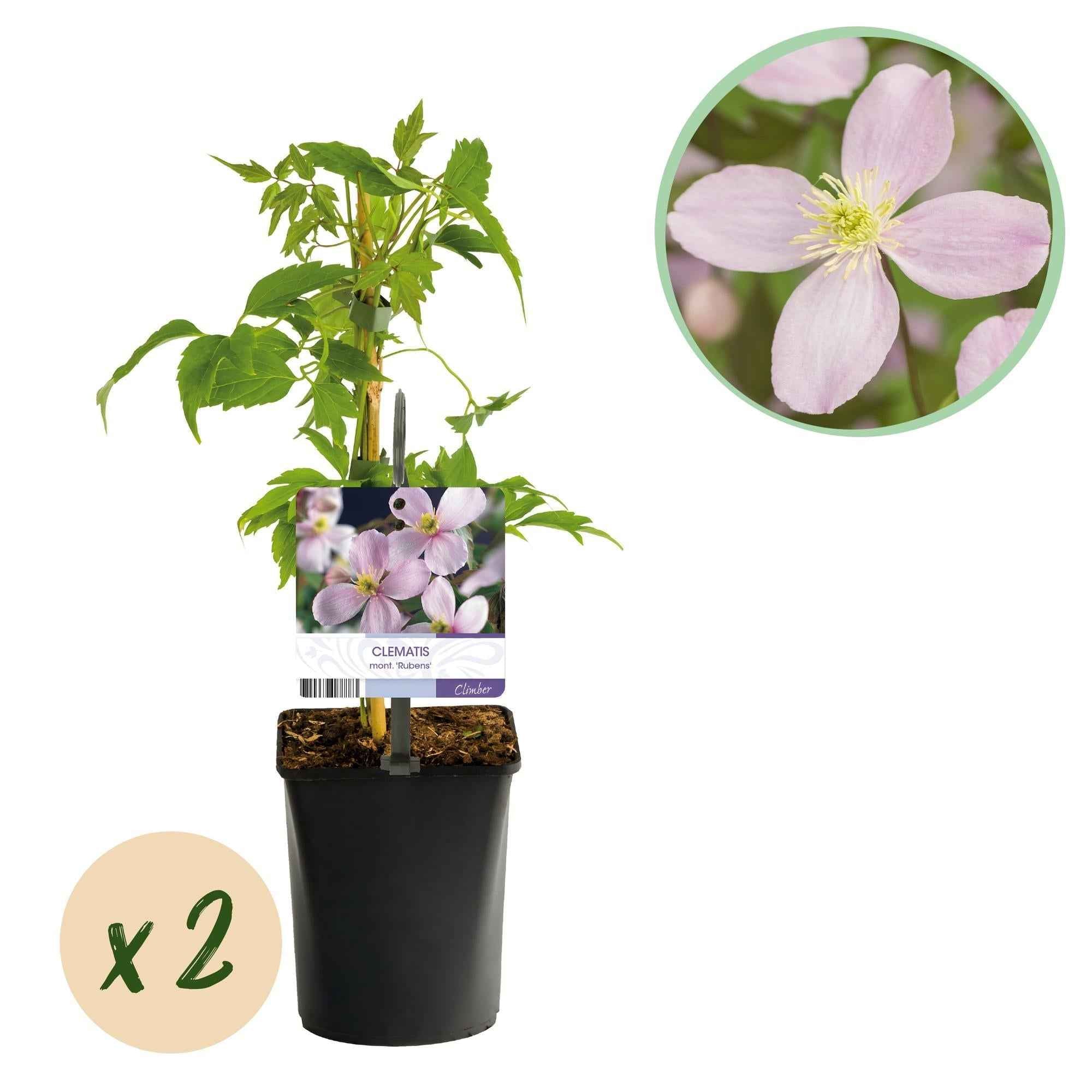 Image of Kletterpflanze Clematis montana Rubens – Hellrosa Blüten – Frühblühend – 2 Pflanzen – 11cm x H40cm – Bis 10m – Pflegeleicht