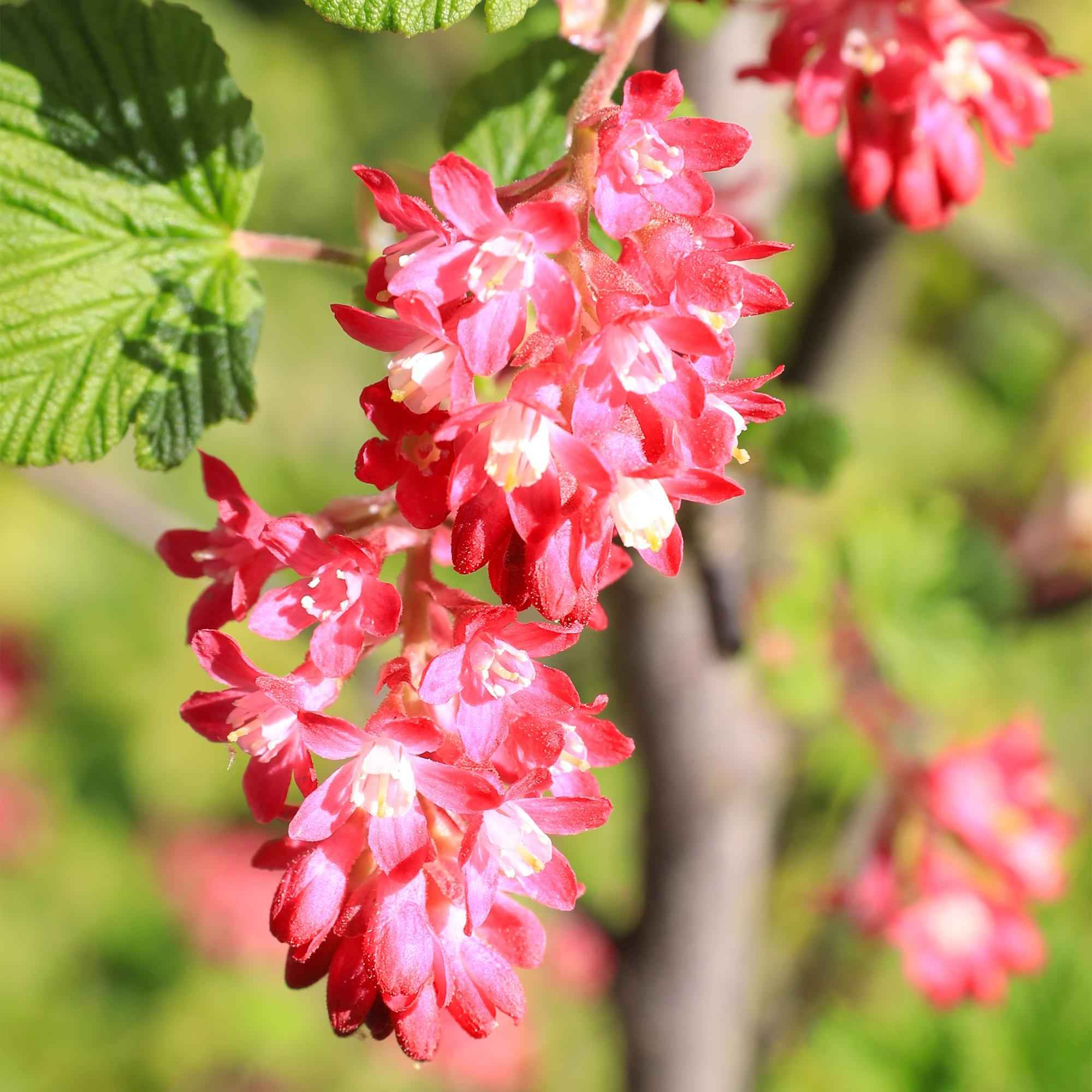 Image of Blutjohannisbeere Ribes sanguineum 'Kind Edward' – Rosa Blüte – Bienenfreundlich – Frühjahrsblüher – Pflegeleicht – Ø17cm – Höhe ca. 45cm-3