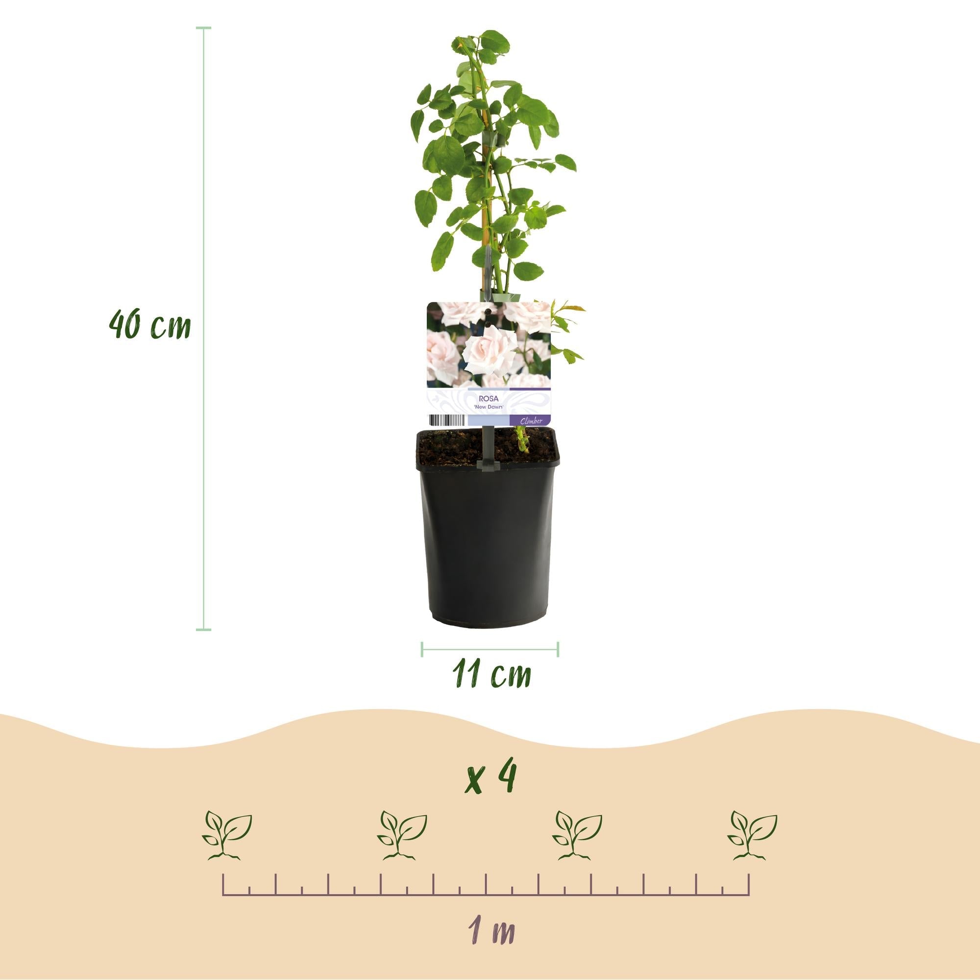 Image of Kletterrose – Rosa Tricolour – Blüte Rosa – Weiß – Rot – 3 Pflanzen – Duftend – Geringer Pflegeaufwand – 11cm – Höhe ca. 40cm-4