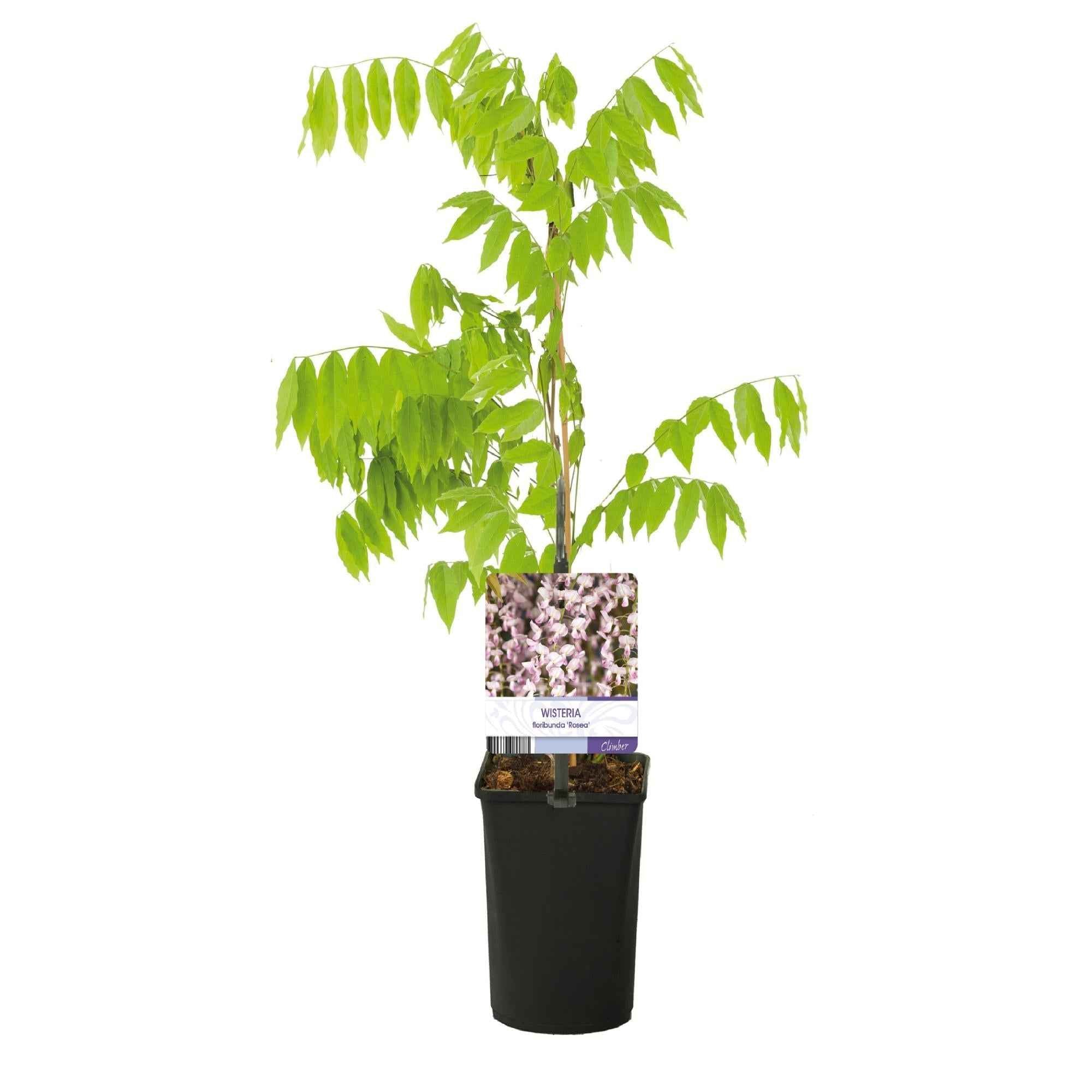 Image of Kletterpflanze Wisteria floribunda Rosea – Rosa Blütentrauben – Frühling – 11cm x H40cm – Pflegeleicht – Für Garten, Pergola & Zaun-2