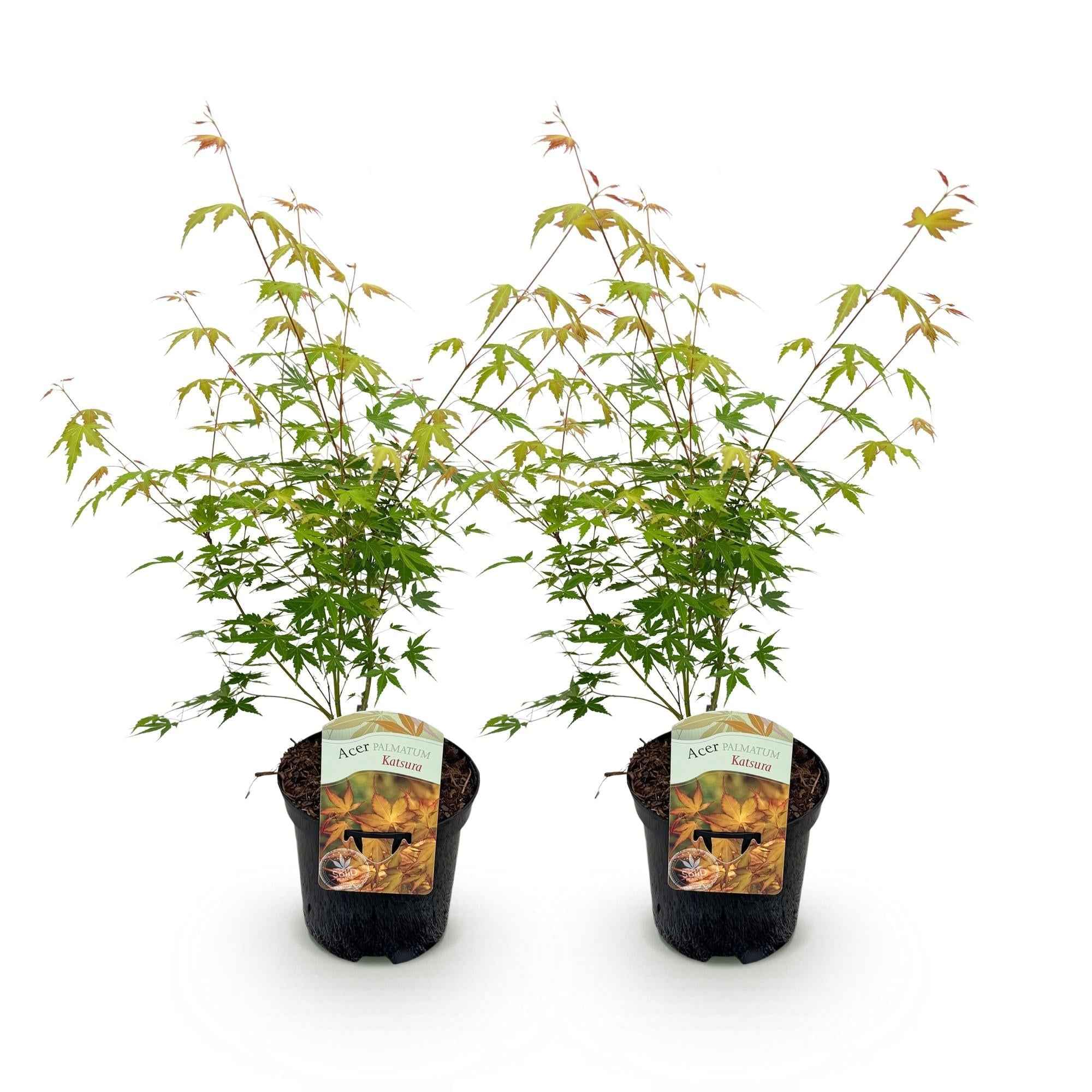 Image of Japanischer Ahorn – Acer palmatum Katsura – 2 Pflanzen – Orange Herbstfärbung – je ca. 70cm hoch – im 19cm Topf – Balkonpflanze & Zierbaum-1