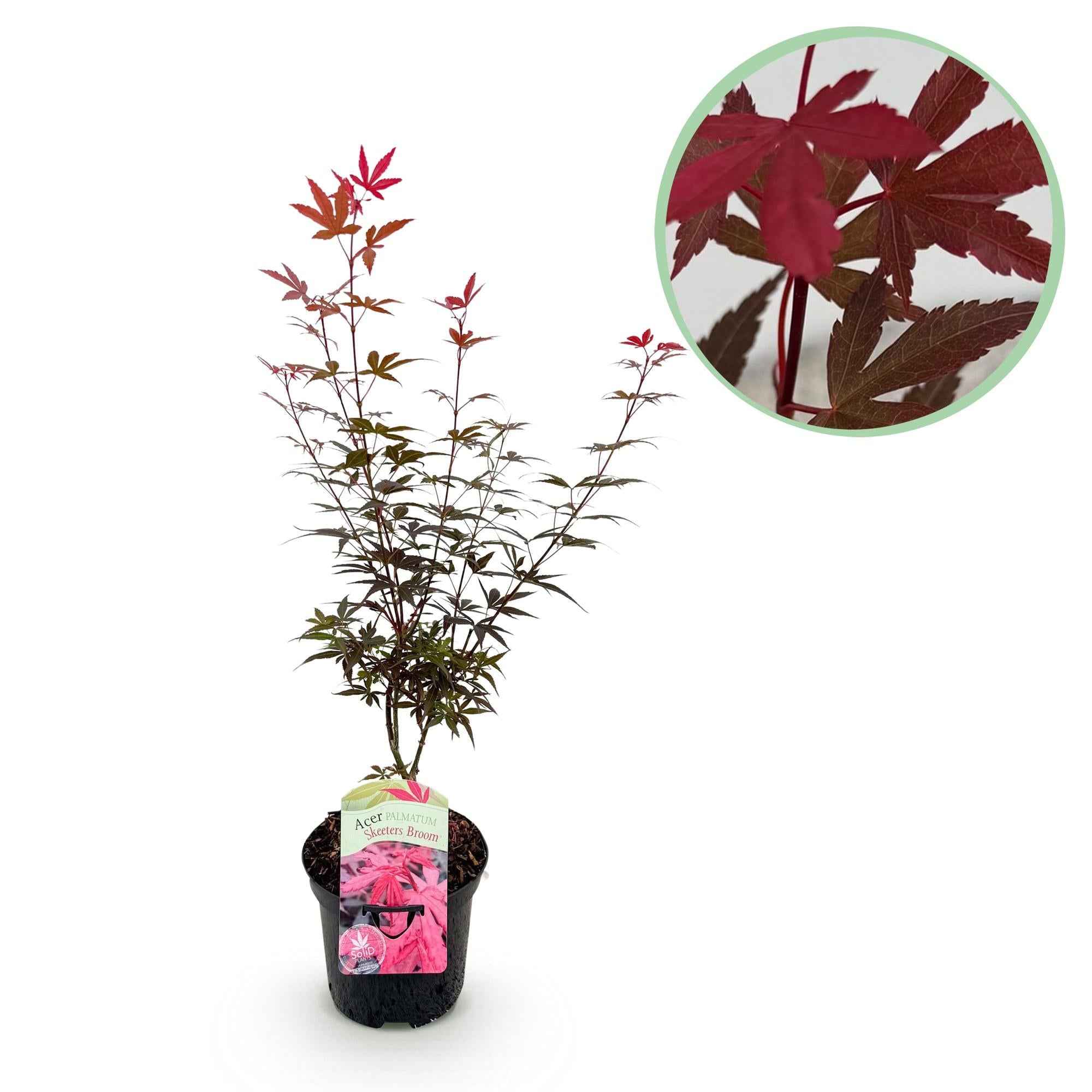 Image of Japanischer Ahorn Acer palmatum 'Skeeter’s Broom' – Lila – Balkon – & Gartenpflanze – Ø19cm – Ca. 70cm hoch