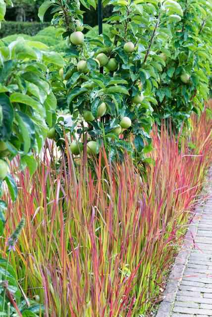 Image of Japanisches Blutgras Imperata cylindrica 'Red Baron' – ↕10-25cm – Ø9cm – 6 Pflanzen – Winterhartes Ziergras mit roten Blattspitzen