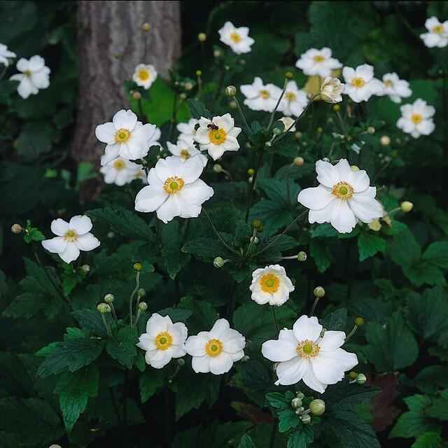 Image of Japan – Herbst – Anemone hyb. 'Honorine Jobert' – ↕10-25cm – Ø9cm – 6 Pflanzen – Herbstblüher – Pflegeleicht – Sonne & Halbschatten