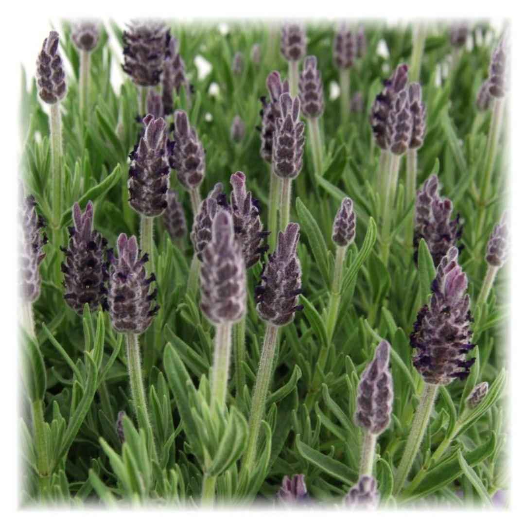 Image of Echter Lavendel Lavandula stoechas Anouk – 6 Pflanzen – Duftender Schopflavendel – Ø12cm – Winterhart – Für Garten, Terrasse & Balkon-3