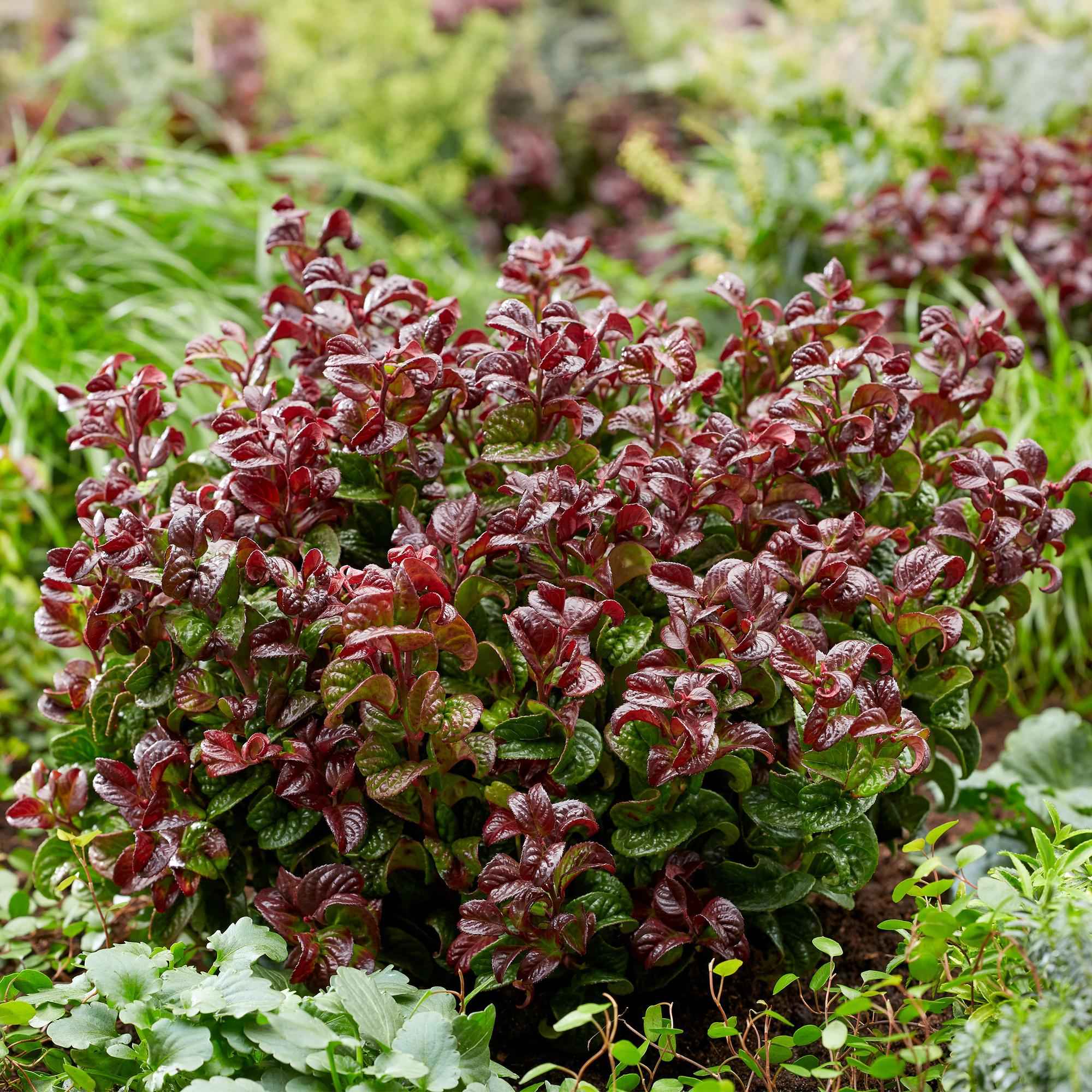 Image of Traubenheide Leucothoe Curly Gold – 17cm Höhe ca.40cm – Immergrün & farbintensiv – Goldgelbes lockiges Laub für Beet Balkon Terrasse – Pflegeleichter dekorativer Zierstrauch-3