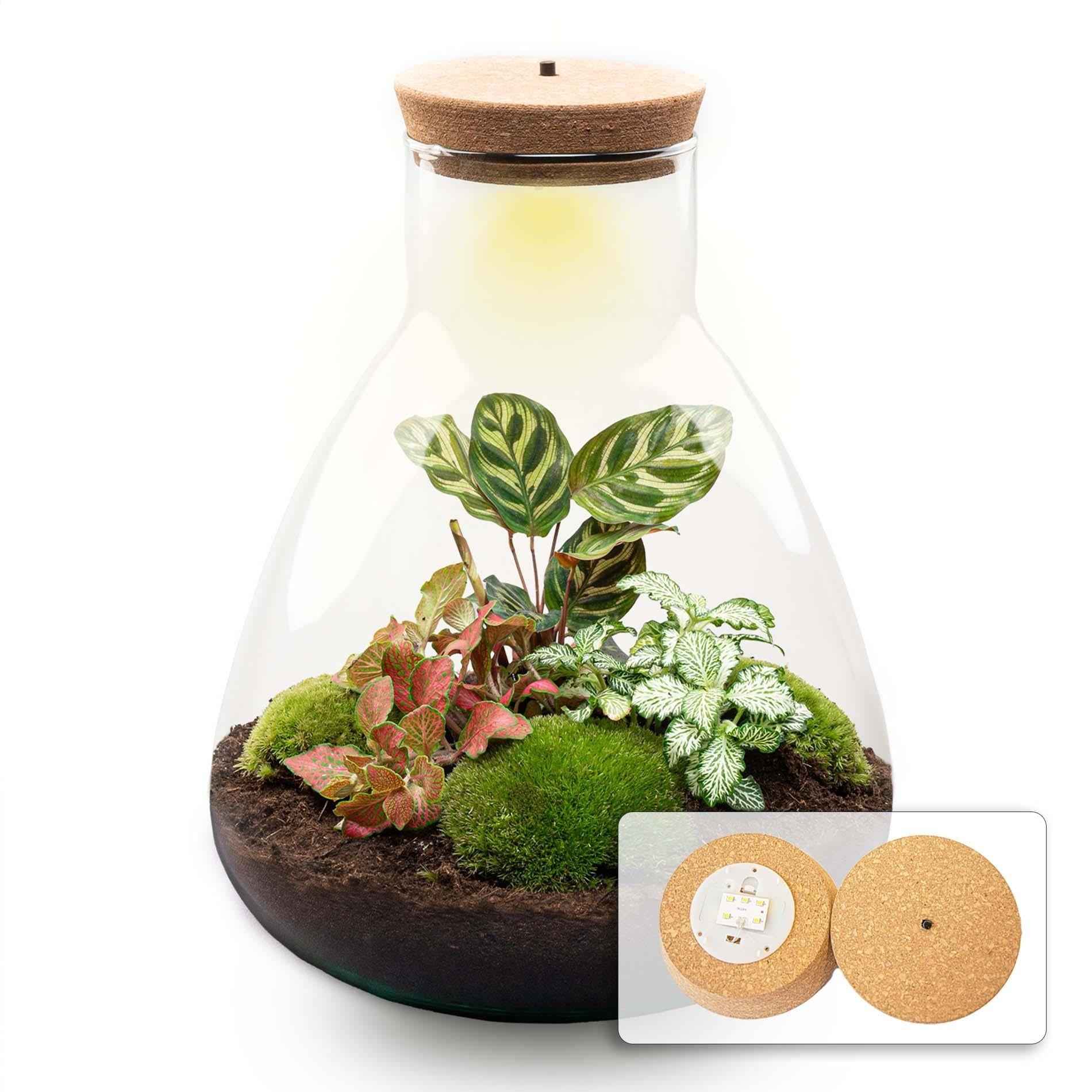 Image of Flaschengarten Sam Calathea mit LED – DIY Bausatz Terrarium – ↕30cm – Do – It – Yourself Pflanzen – Set – Autarkes Mini – Ökosystem-0