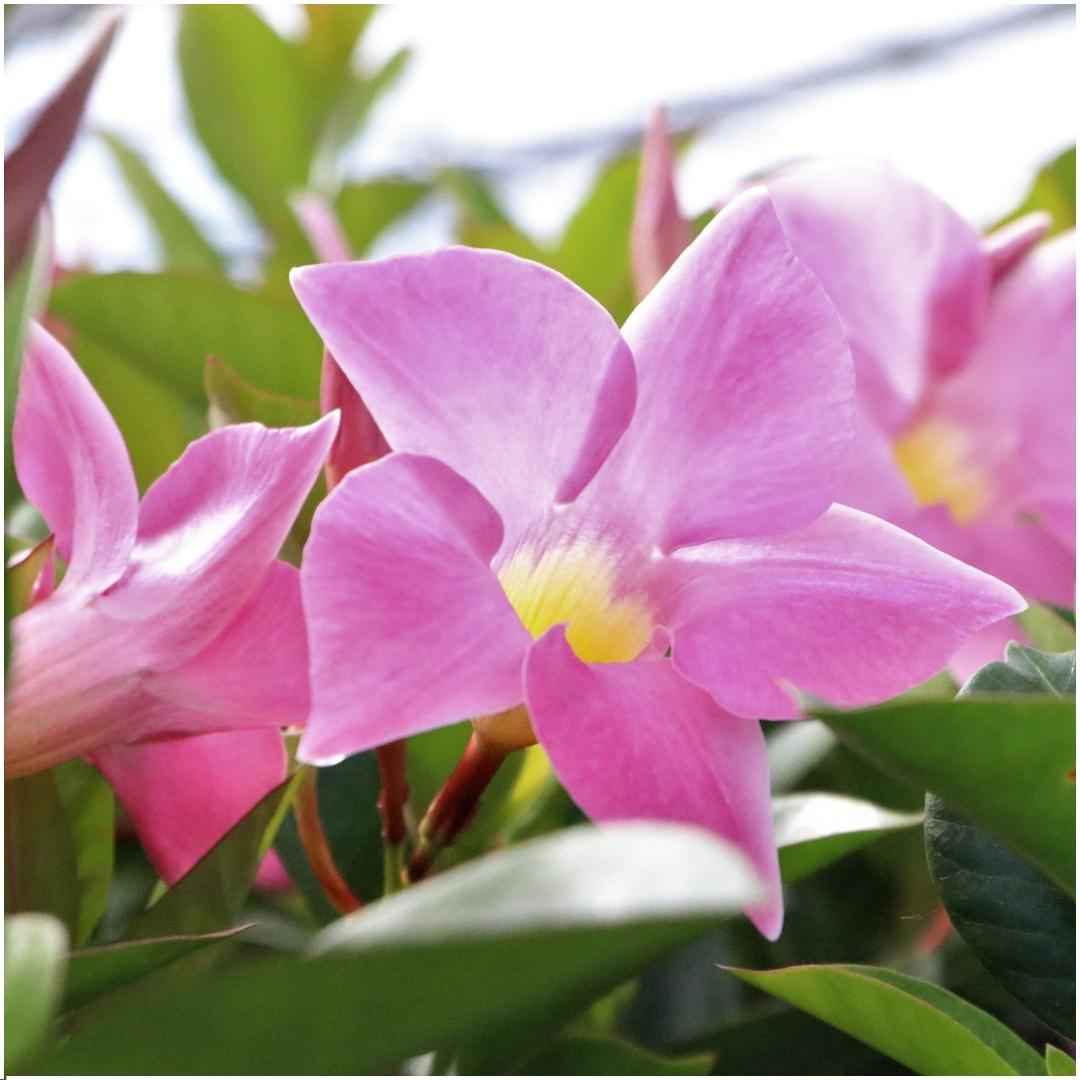 Image of Dipladenia Pink – Mandevilla Pink – Kletterpflanze – Ø12cm – ↕25cm – 6 Pflanzen – blühfreudig & pflegeleicht – ideal für Balkon, Terrasse & Garten