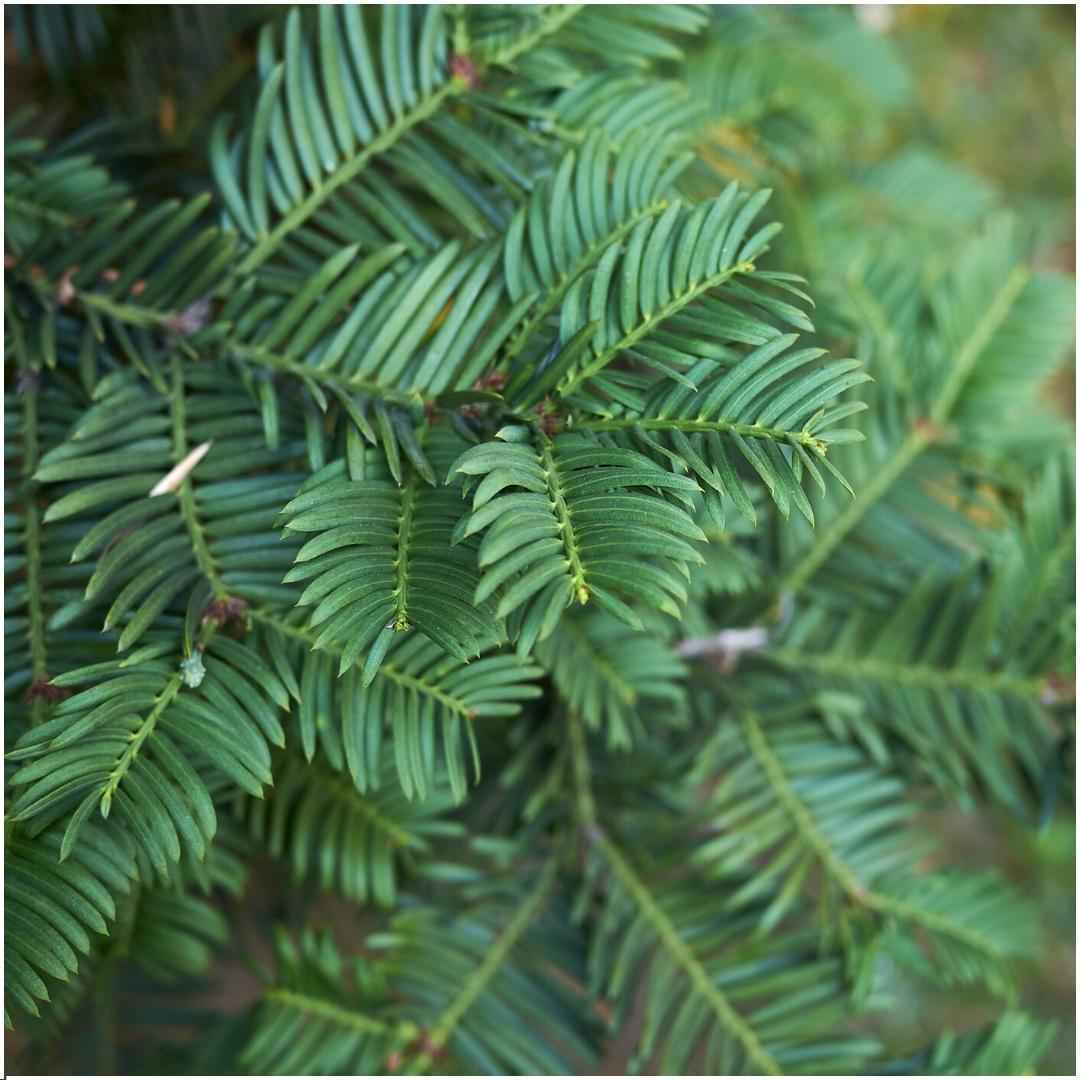 Image of Eibenhecke 1m Taxus baccata – 6 winterharte Heckenpflanzen – Immergrüne Gartenhecke für Sichtschutz, Beetbegrenzung & Formschnitt