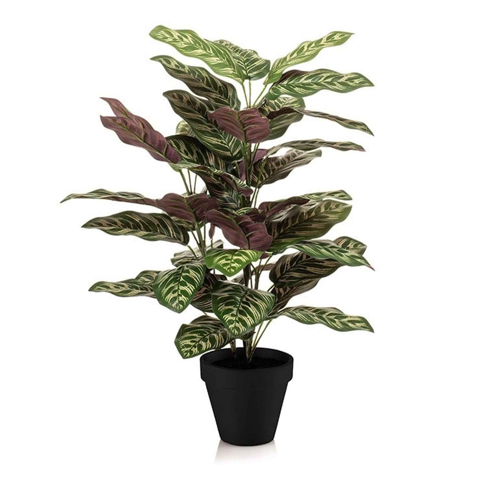 Image of Calathea – Kunstpflanze – 65cm hoch – Ø17cm – Naturgetreue Blätter in Grüntönen – Pflegefrei – Für Wohnzimmer, Büro & Flur-0