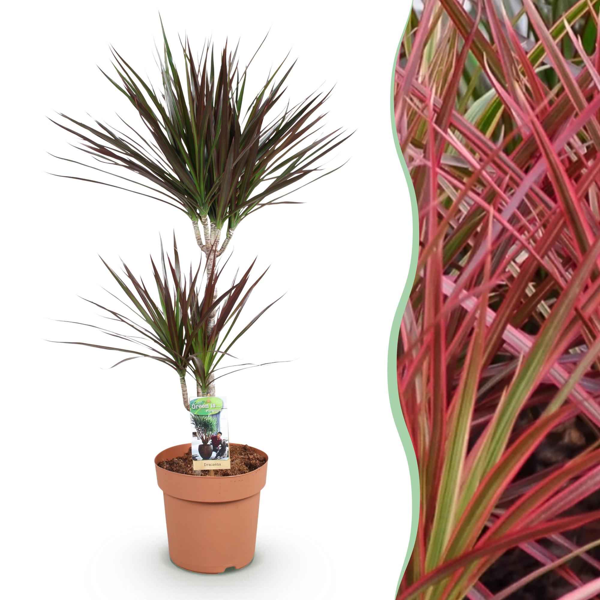 Image of Dracaena Magenta – Drachenbaum – 21cm – Höhe 90-100cm – Pflegeleichte rot – grüne Zimmerpflanze mit dekorativen Stämmen für Wohnzimmer und Büro-1