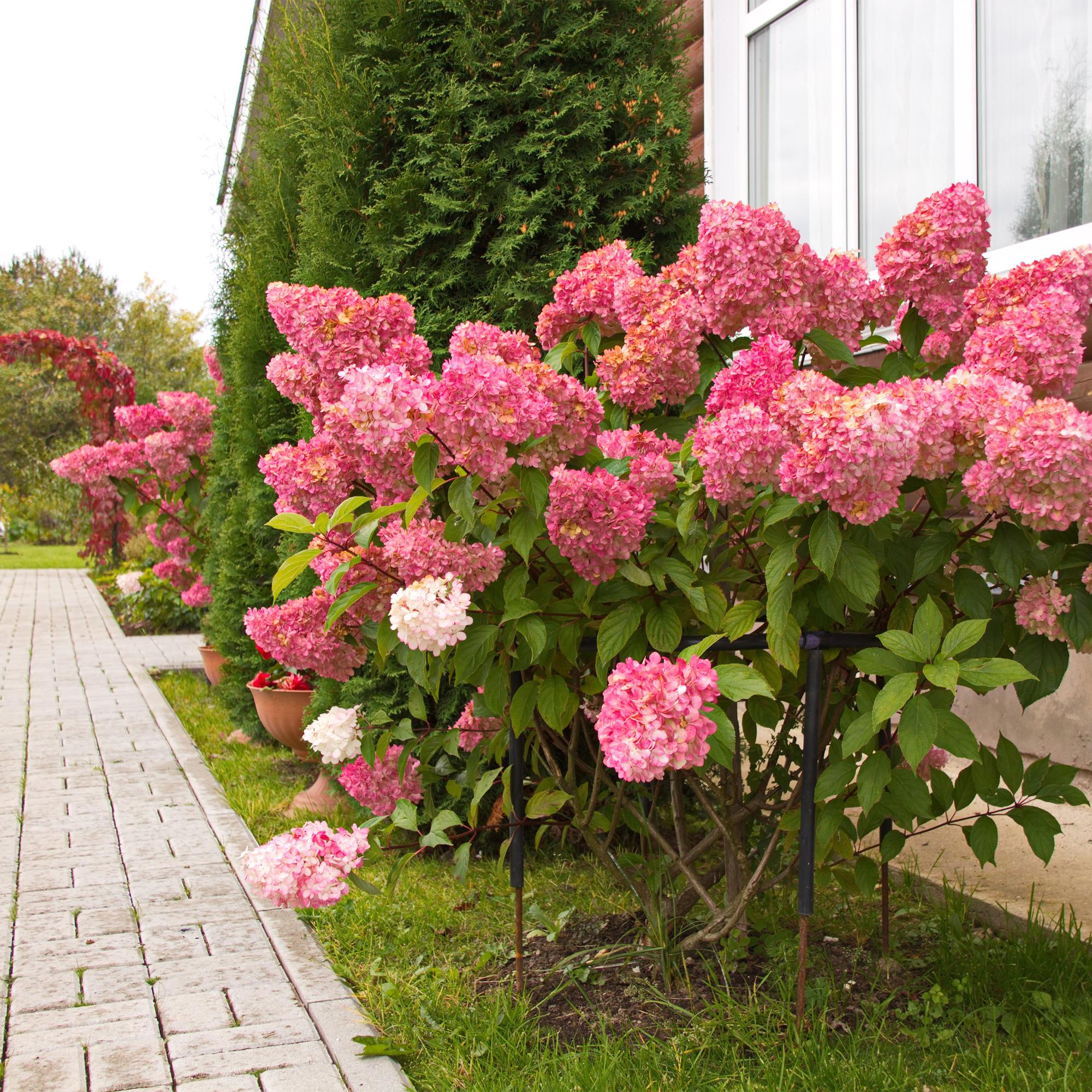 Image of Rispenhortensie – Hydrangea panniculata Vanille Fraise – Blüte Weiß – Rosa – Laubabwerfend – Große Blüten – 17cm – Höhe ca. 50cm-4