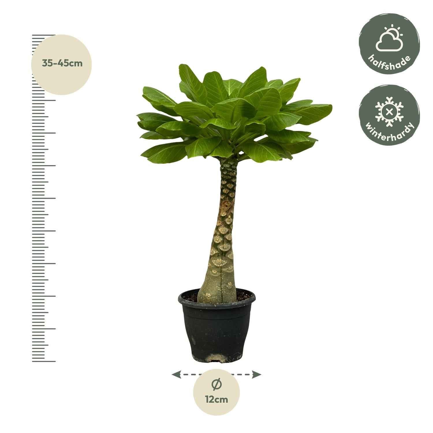 Image of Vulkanpalme Brighamia insignis – Zimmerpflanze 25cm hoch – Ø12cm – Tropische Rarität mit glänzenden Blättern – Pflegeleicht & dekorativ-1