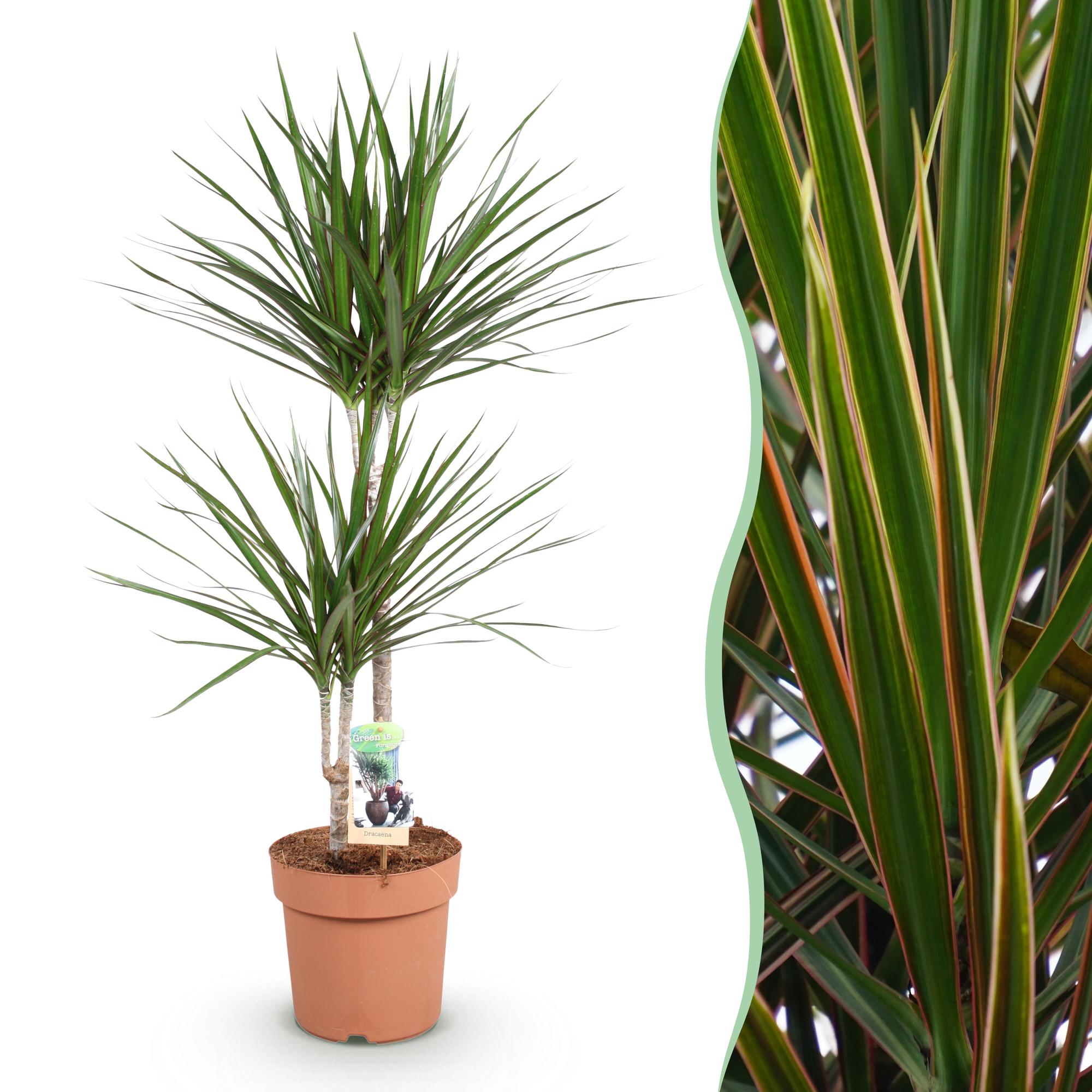 Image of Dracaena Marginata – Drachenbaum – 21cm – Höhe 90-100cm – Pflegeleichte grün – rote Zimmerpflanze für moderne Wohnräume und Bürobereiche-1