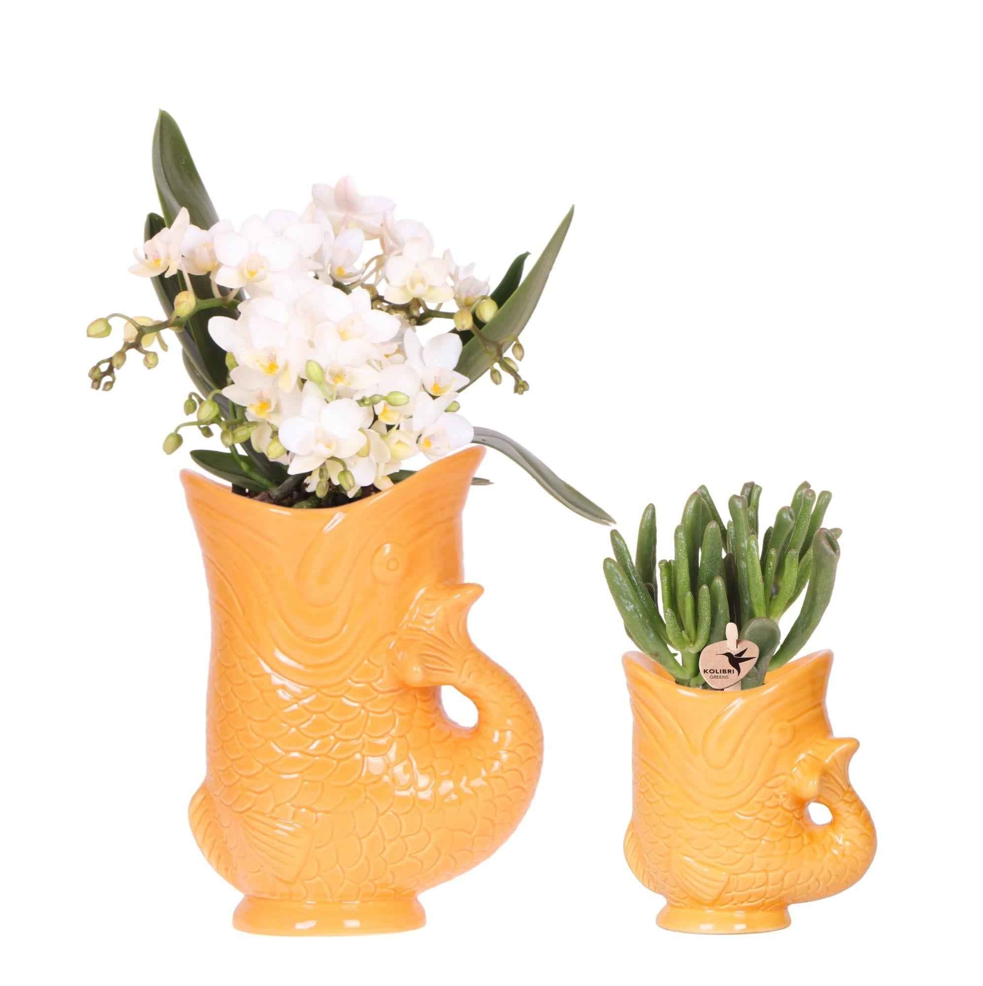 Image of Pflanzset Weiße Nazaré Orchidee & Sukkulente Crassula Hobbit – In orangefarbenen Fish Keramiktöpfen Ø9cm & Ø6cm – Mediterranes Zimmerpflanzen Duo