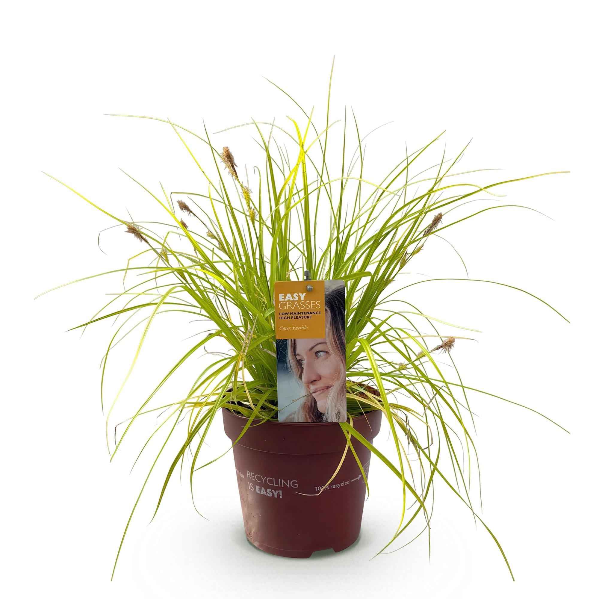 Image of Ziergras Segge Carex oshimensis Everillo – Leuchtend Gelb – Immergrün & winterhart – Höhe ca. 50cm – 17cm – Farbintensives Gras für Beet & Kübel