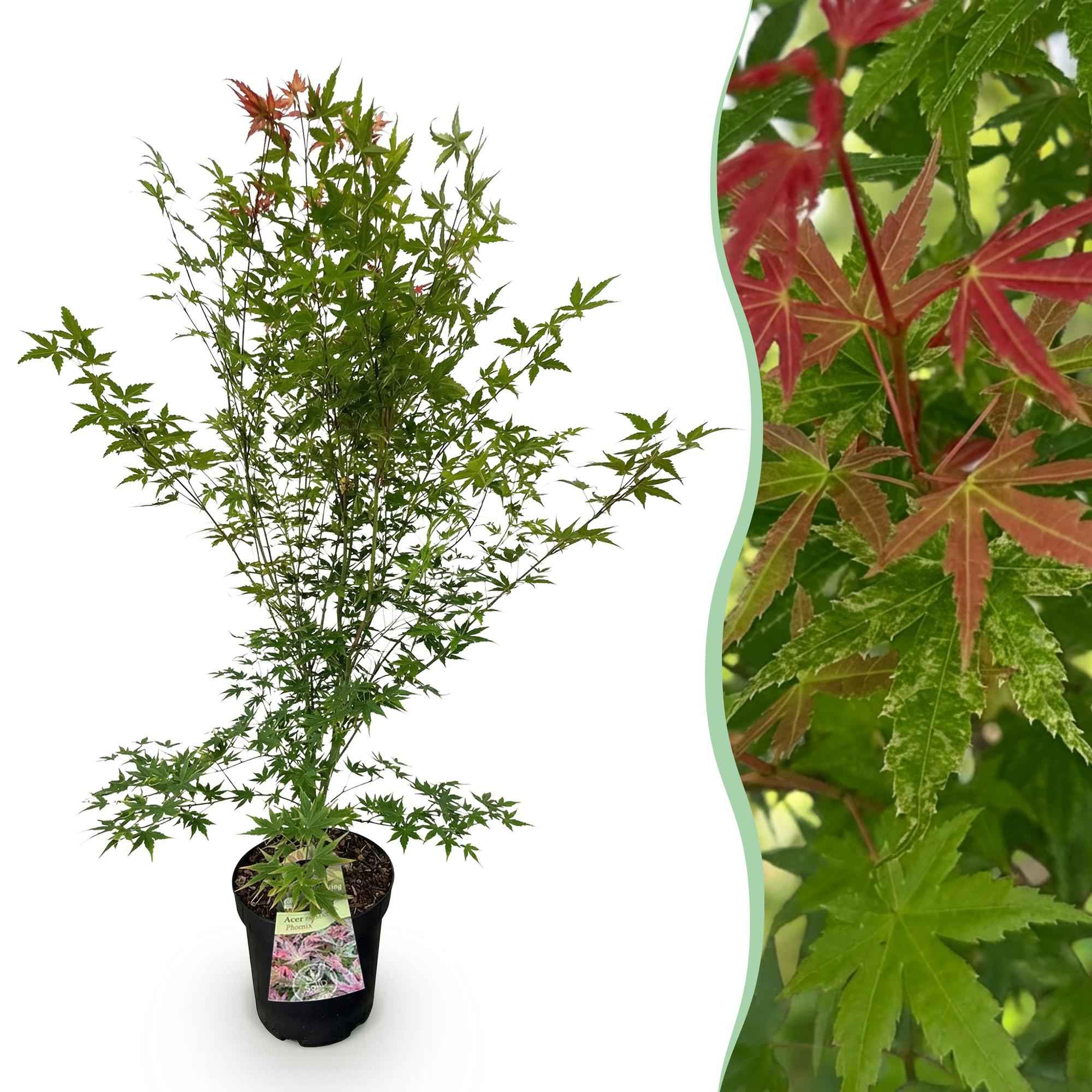 Image of Japanischer Ahorn Acer palmatum Phoenix, laubabwerfende Gartenpflanze in Grün und Rot, Zierahorn für Garten und Kübel, Ø26cm, 90cm hoch, für-0