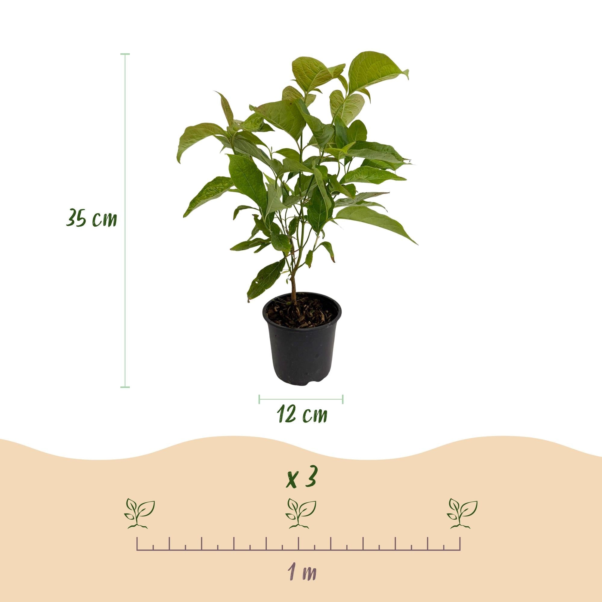Image of Cornus mas – 12cm – Höhe ca. 35cm – Gelbe Frühjahrsblüte & dunkelgrünes Laub – Laubabwerfender pflegeleichte Kornelkirsche für Beet, Balkon & Terrasse-4