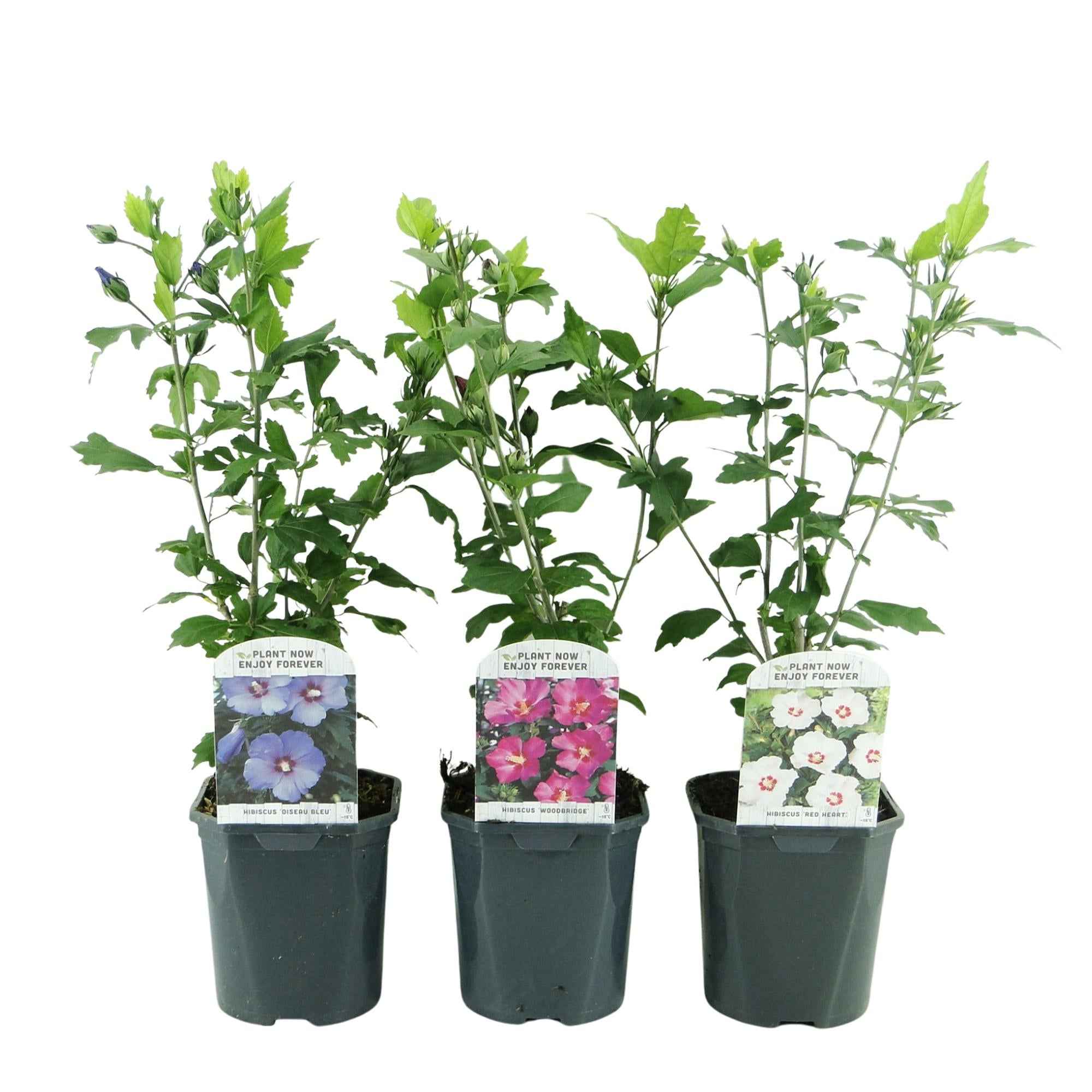 Image of Hibiscus syriacus Tricolour – 3 Pflanzen 17cm – ca. 45cm hoch – Garteneibisch mit rosa, weißen & blauen Blüten – Winterharter Strauch-2