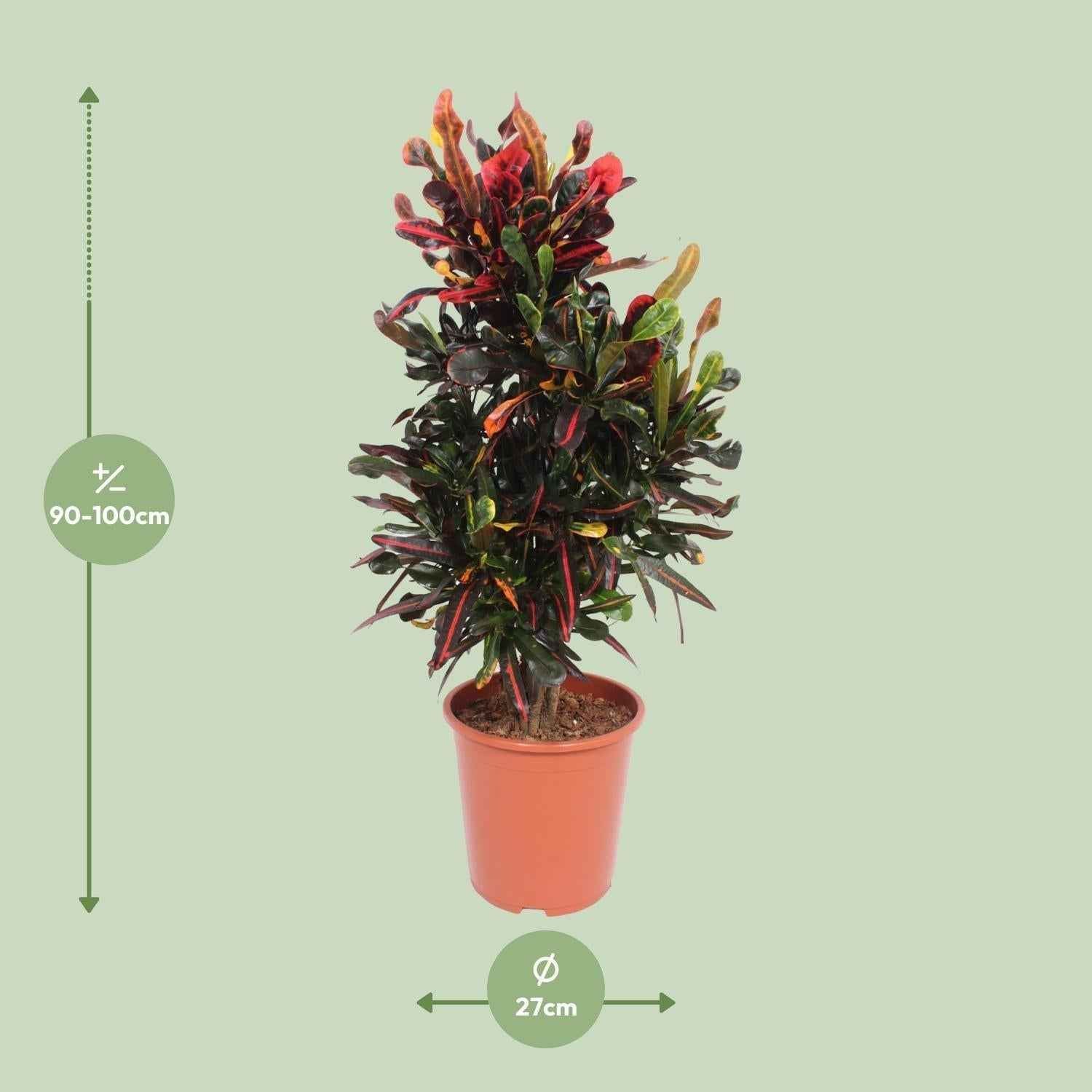 Image of Croton Mammi – Codiaeum variegatum Wunderstrauch – Ø27cm ↕100cm – Große bunte Zimmerpflanze mit rot-gelb-grünen Blättern für Wohnzimmer & Büro-1