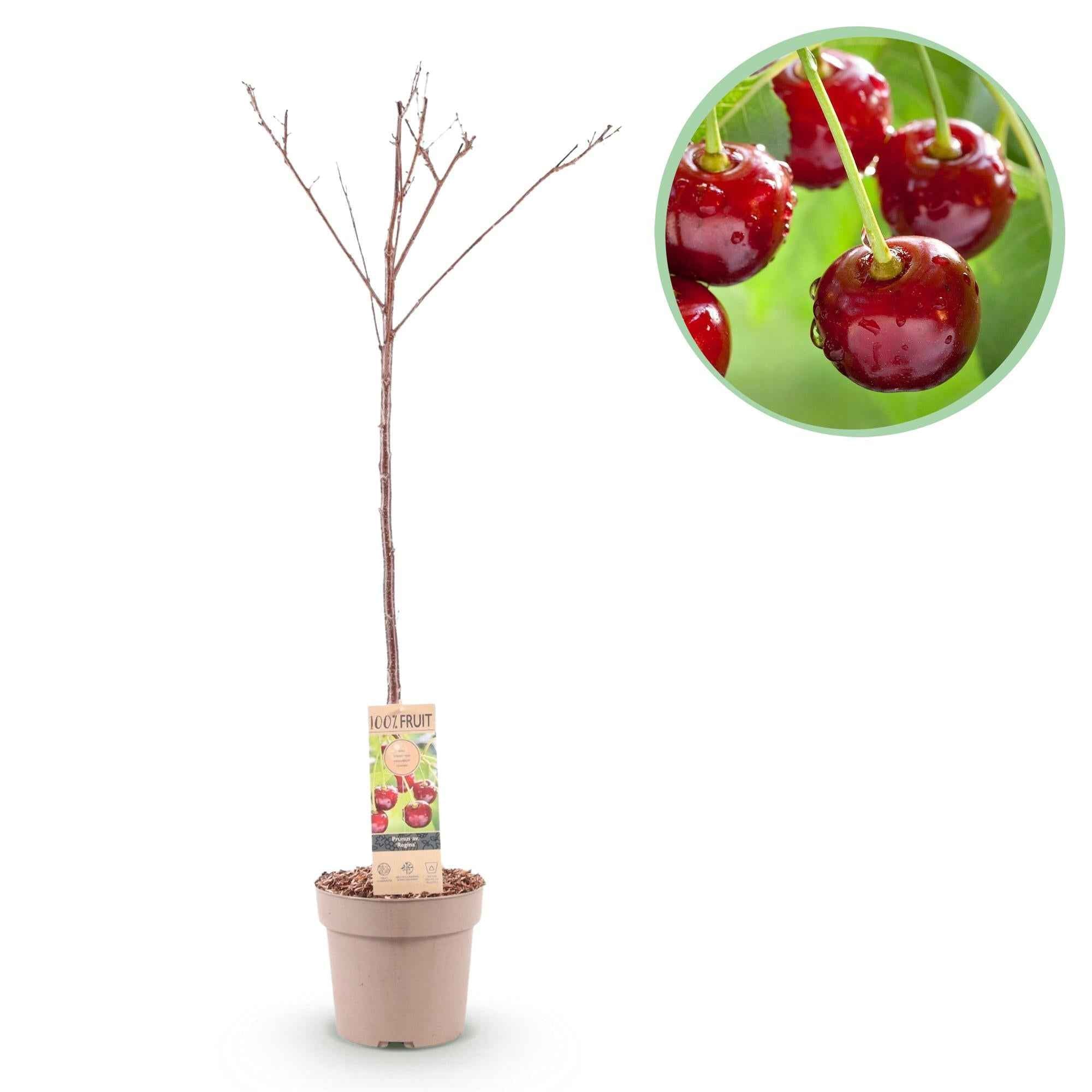 Image of Kirschbaum Prunus avium Regina – Rote Kirsche – Obstbaum im Ø21cm – Höhe ca. 90cm – Süße Kirschen, pflegeleicht & gesund – Perfekt für Garten & Balkon-1