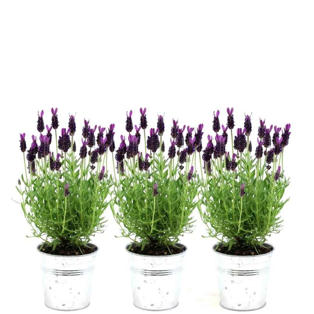 Image of Französischer Lavendel Lavandula stoechas Anouk – Duftender Schopflavendel – 13cm Dekotopf 'Old Look' – 3 Pflanzen – Winterhart & Pflegeleicht-0